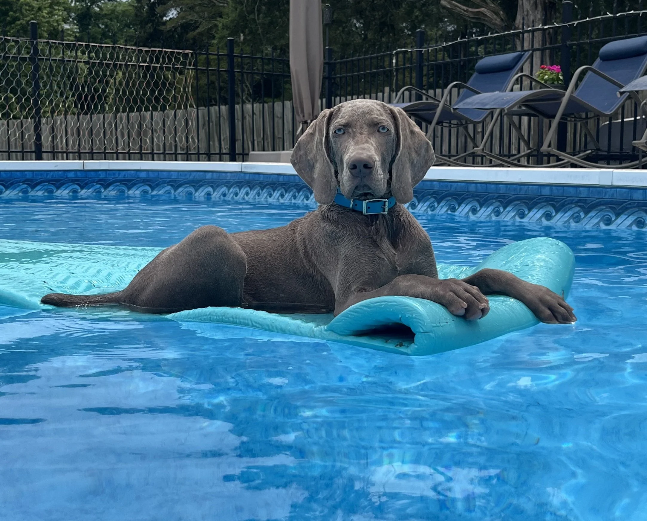 LoganPool 2.jpeg