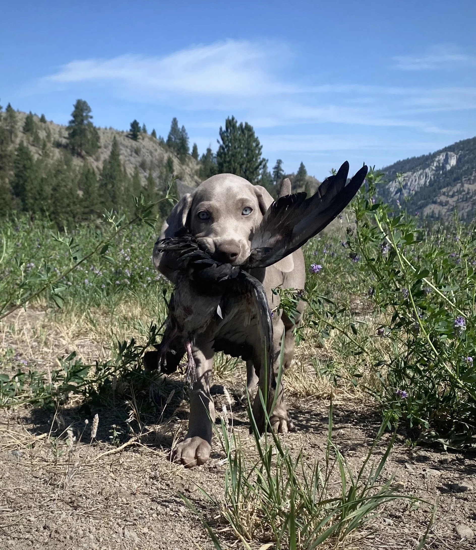 RipleyBabyBirdFetch.jpeg