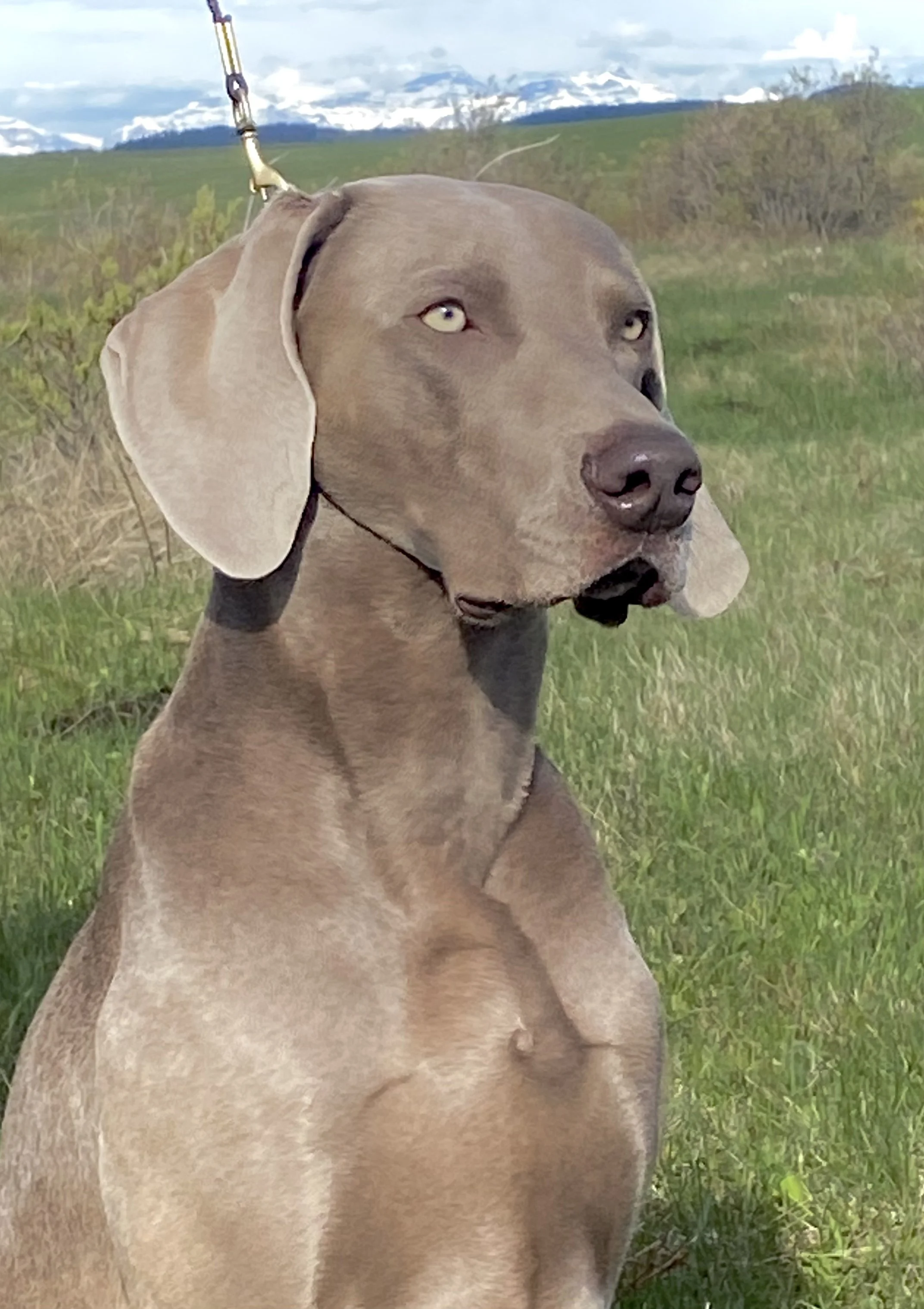 ArloPortrait.jpeg