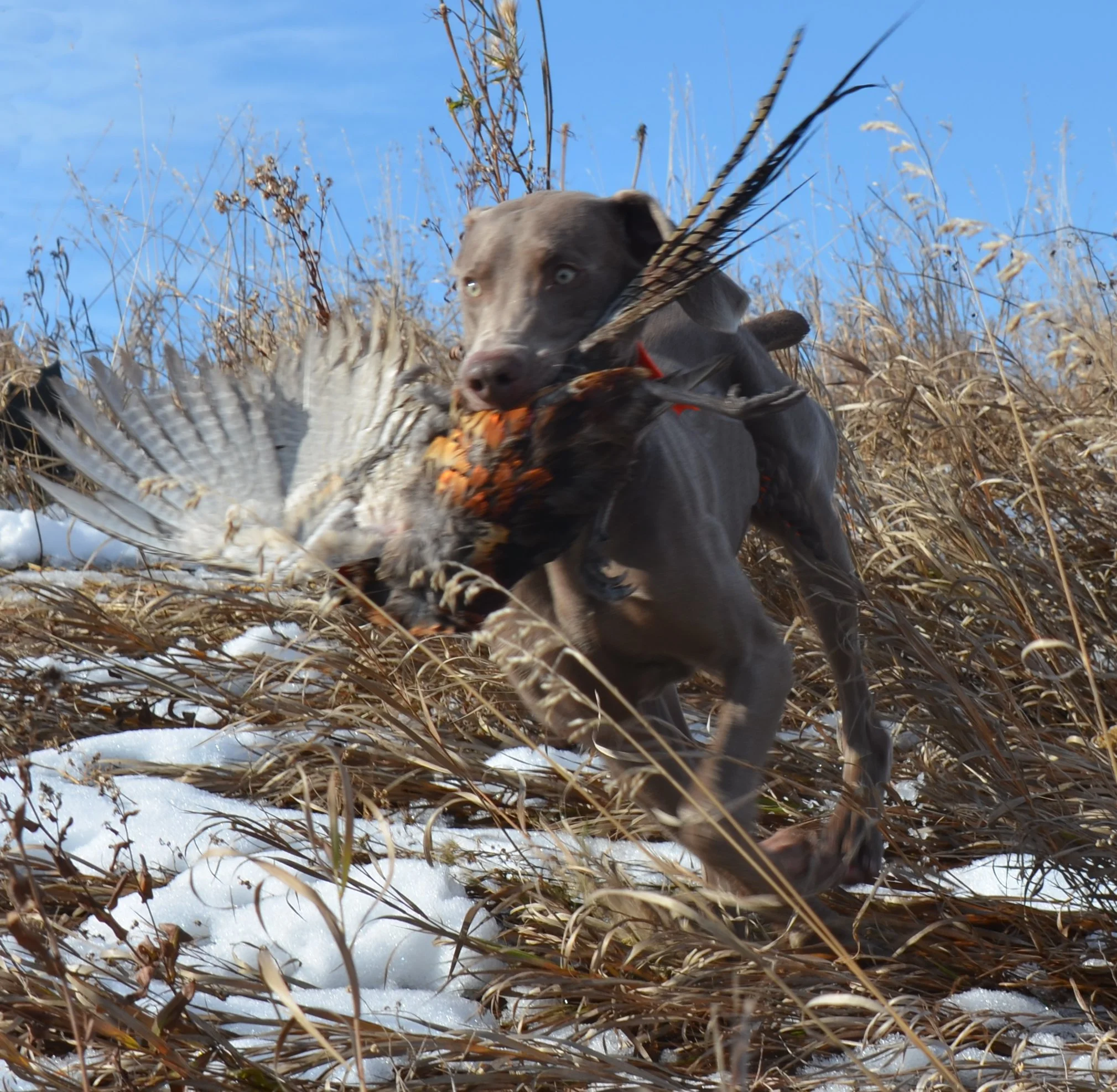 SKRadarPheasantFetch.jpg