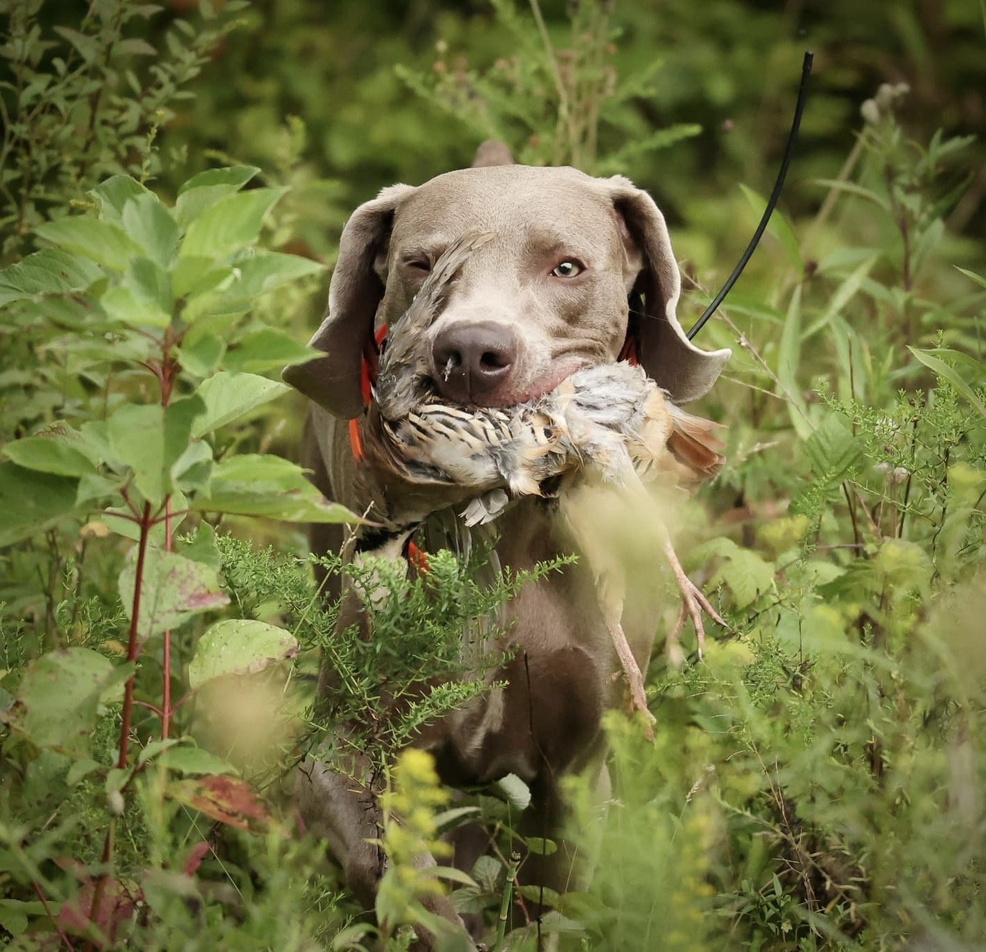 WessonChukarFetch 2.jpeg