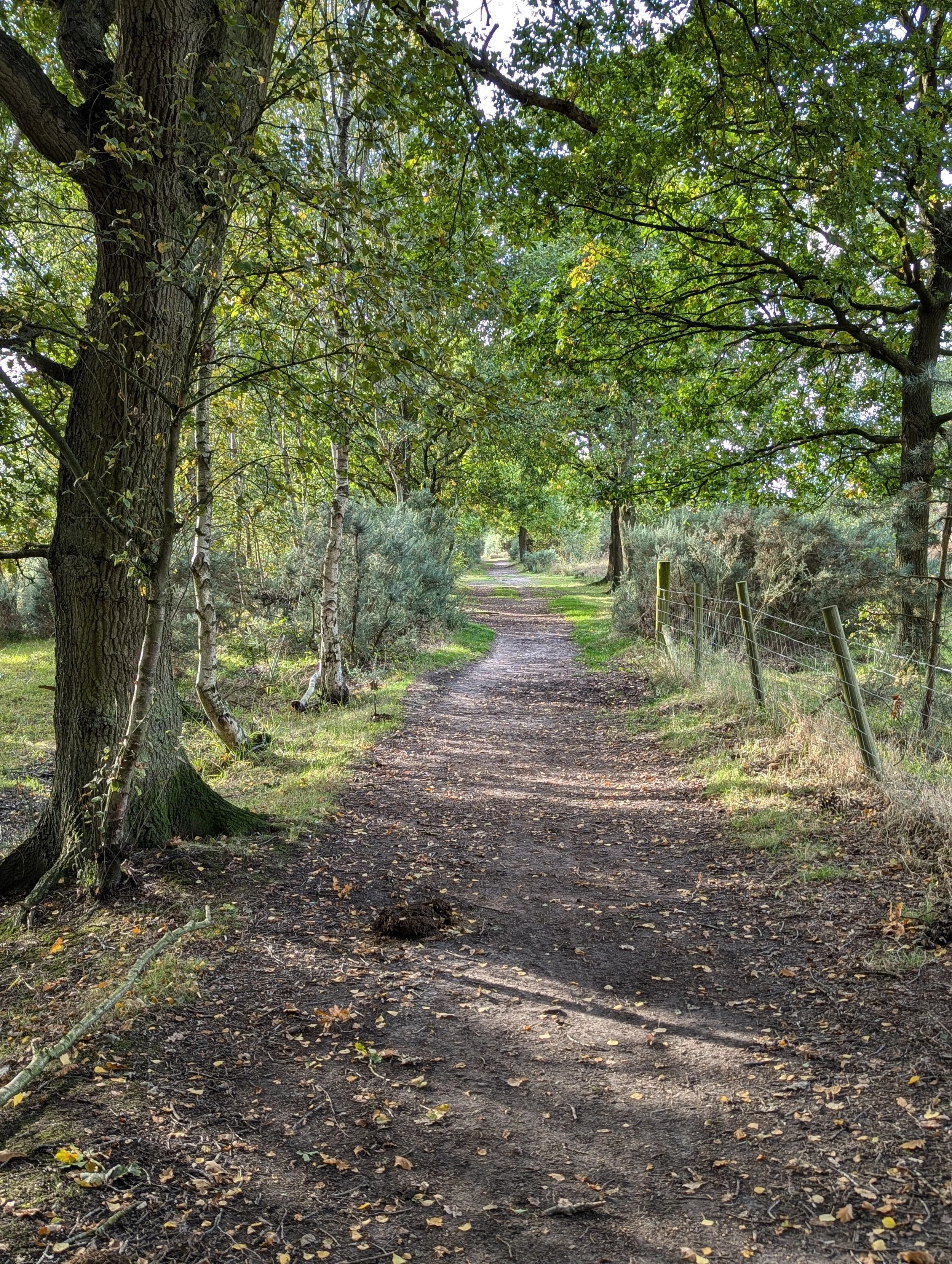 therapist york, psychotherapy york, counselling york,