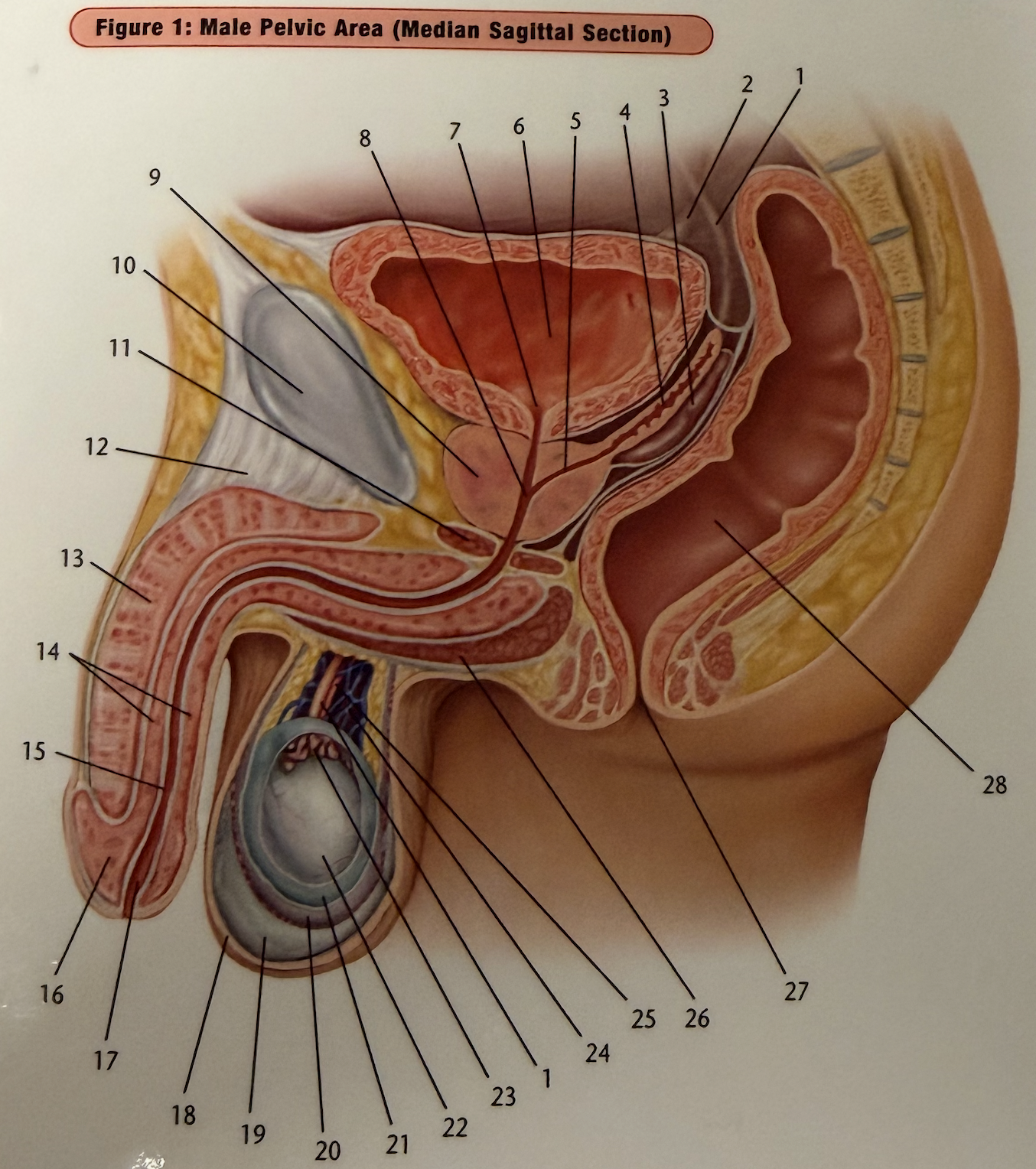 Urinary Incontinence After Prostate Cancer Treatment