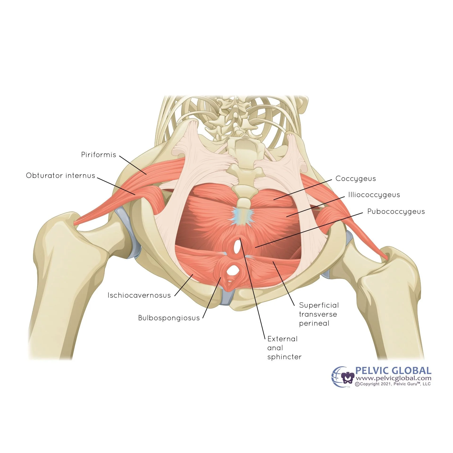 Obturator Internus, Piriformis &amp; the Pudendal Nerve