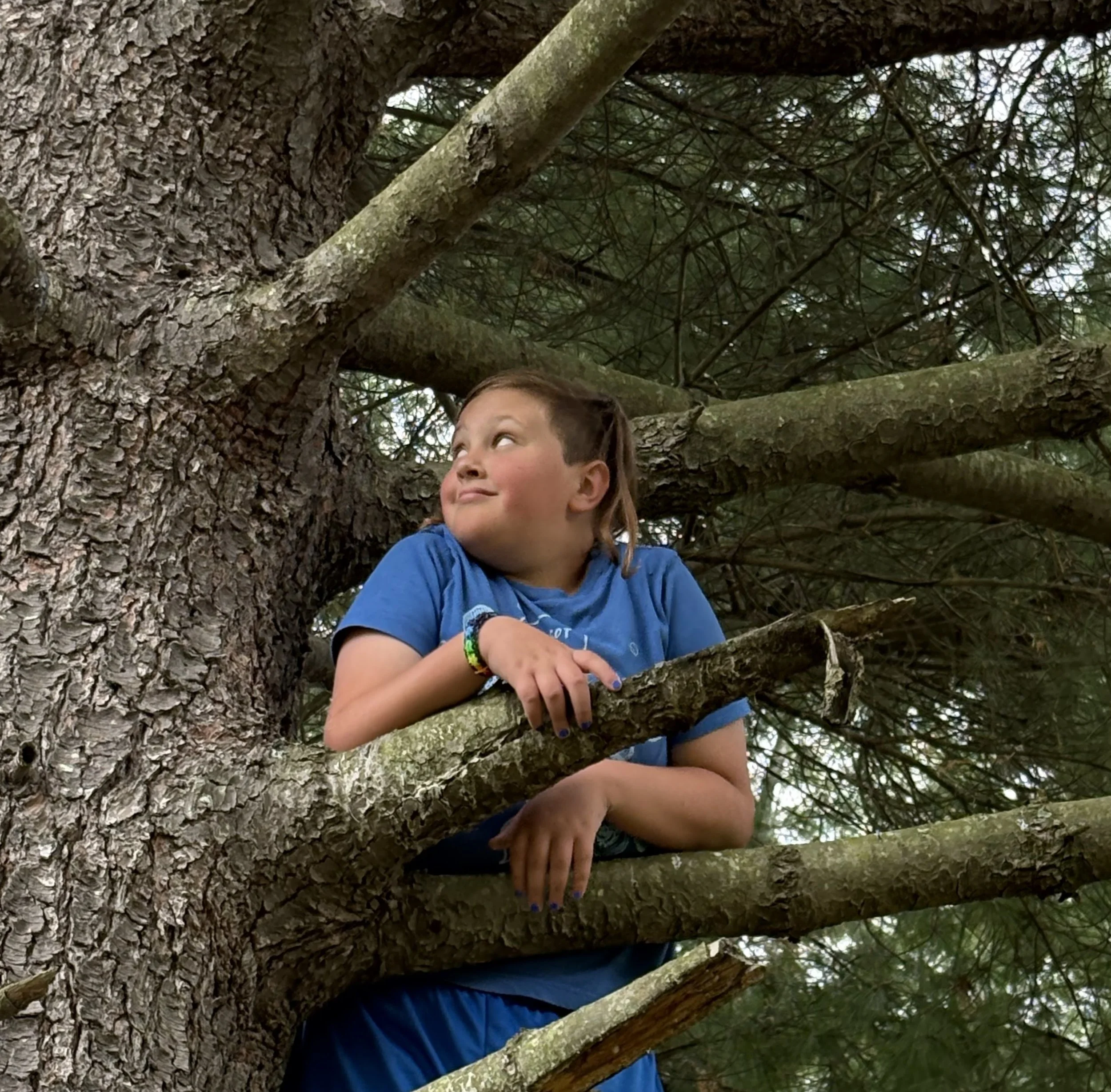 A child sits comfortably in the branches of a large pine tree, looking off to the side with a calm, thoughtful expression