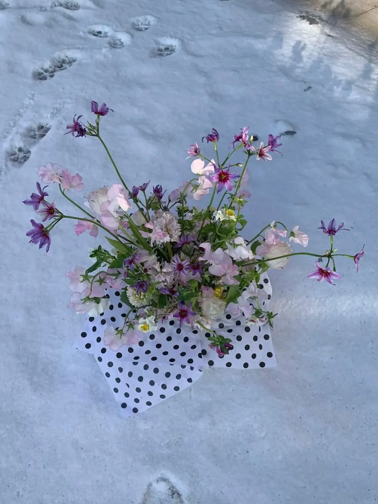 A bouquet of pink, purple, and white flowers wrapped in polka dot paper, sitting on snow.