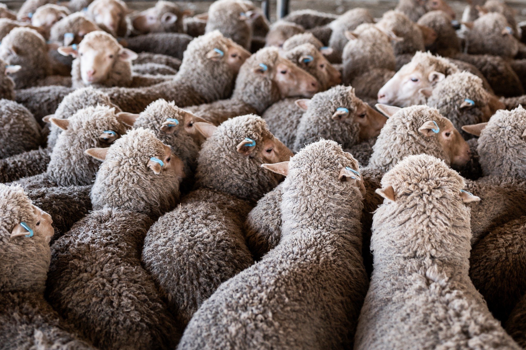 It's time to rug up and get out those winter woollies! It's days like these that I'm extremely grateful for the uniquely wonderful and warm merino.

 #loveagriculture #wool #woolly #merinowool #kidsbooks #childrensbooks #childrensbook