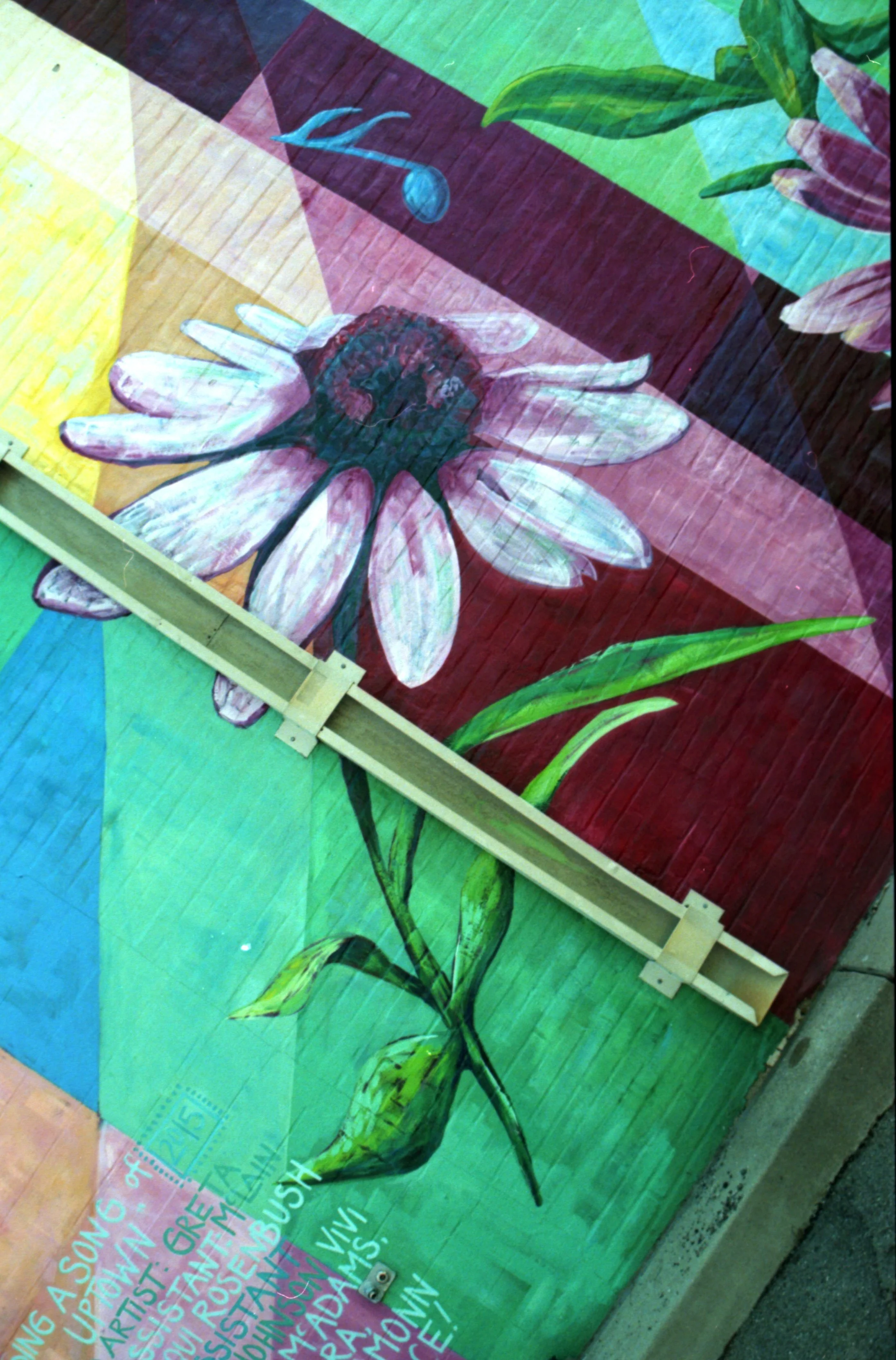 Colorful mural painting of a white coneflower with pinkish petals and a dark center, along with green leaves, on a vibrant multicolored background.