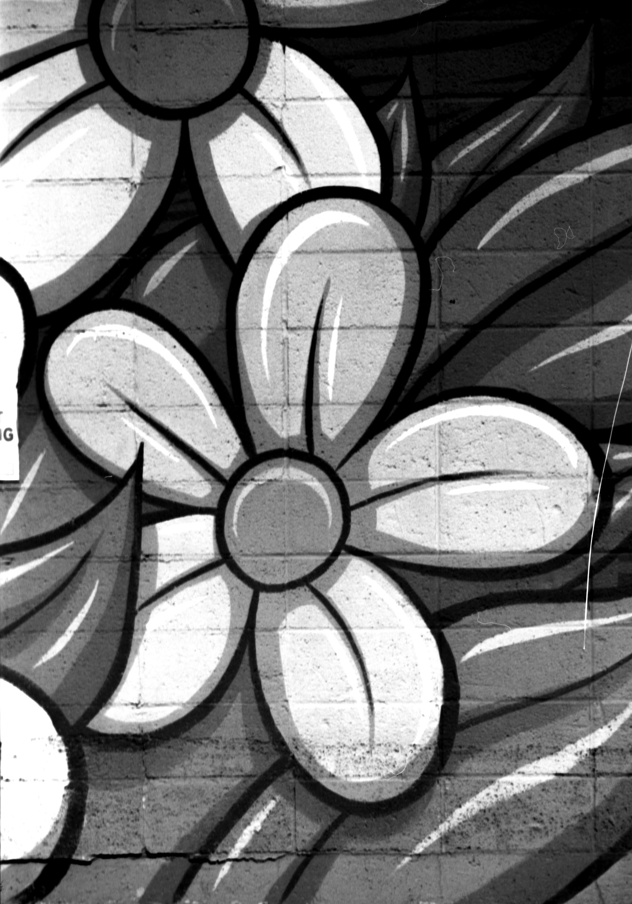 Black and white graffiti mural of a flower with six petals, outlined in black, on a brick wall.