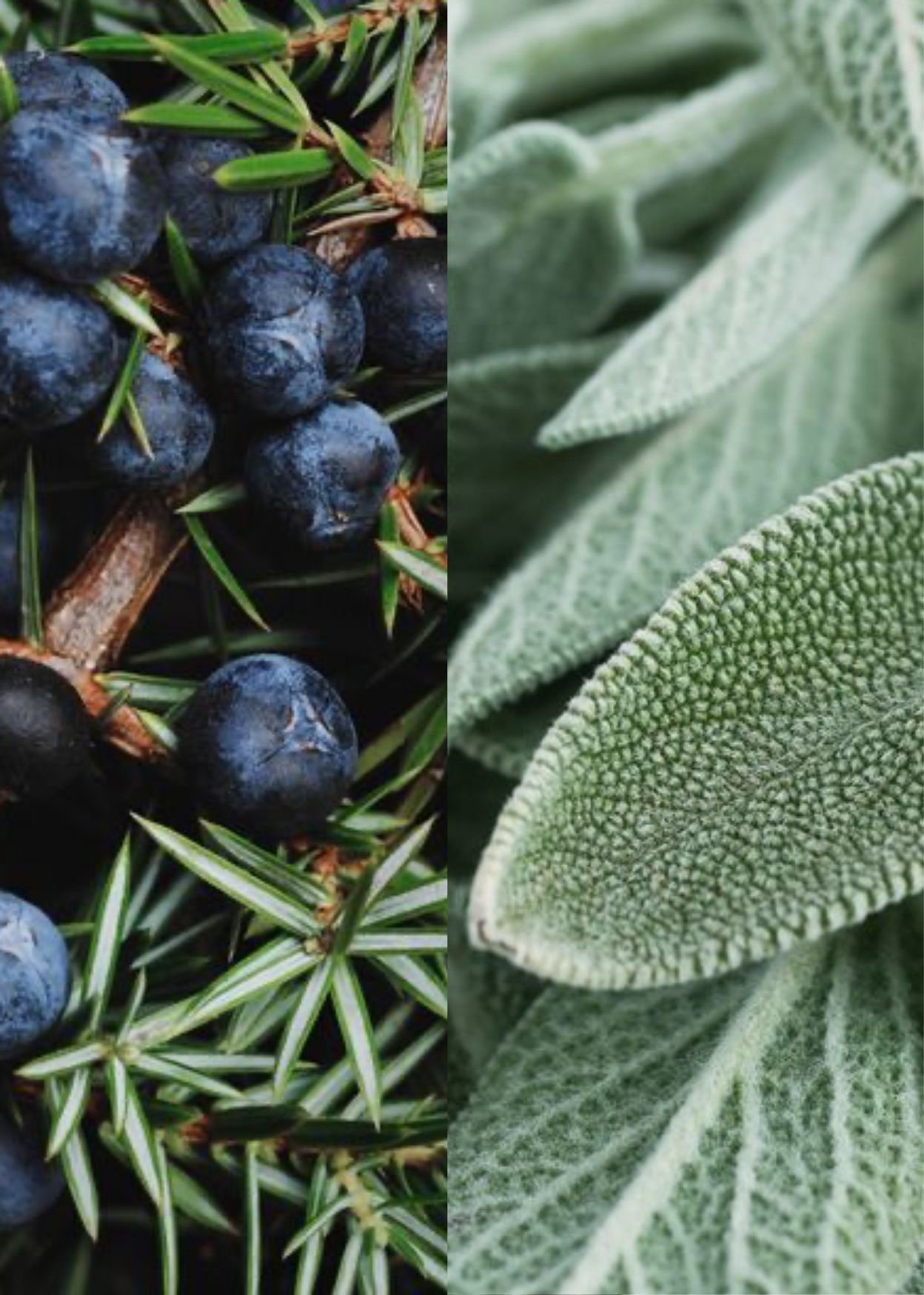 JUNIPER BERRY.jpg