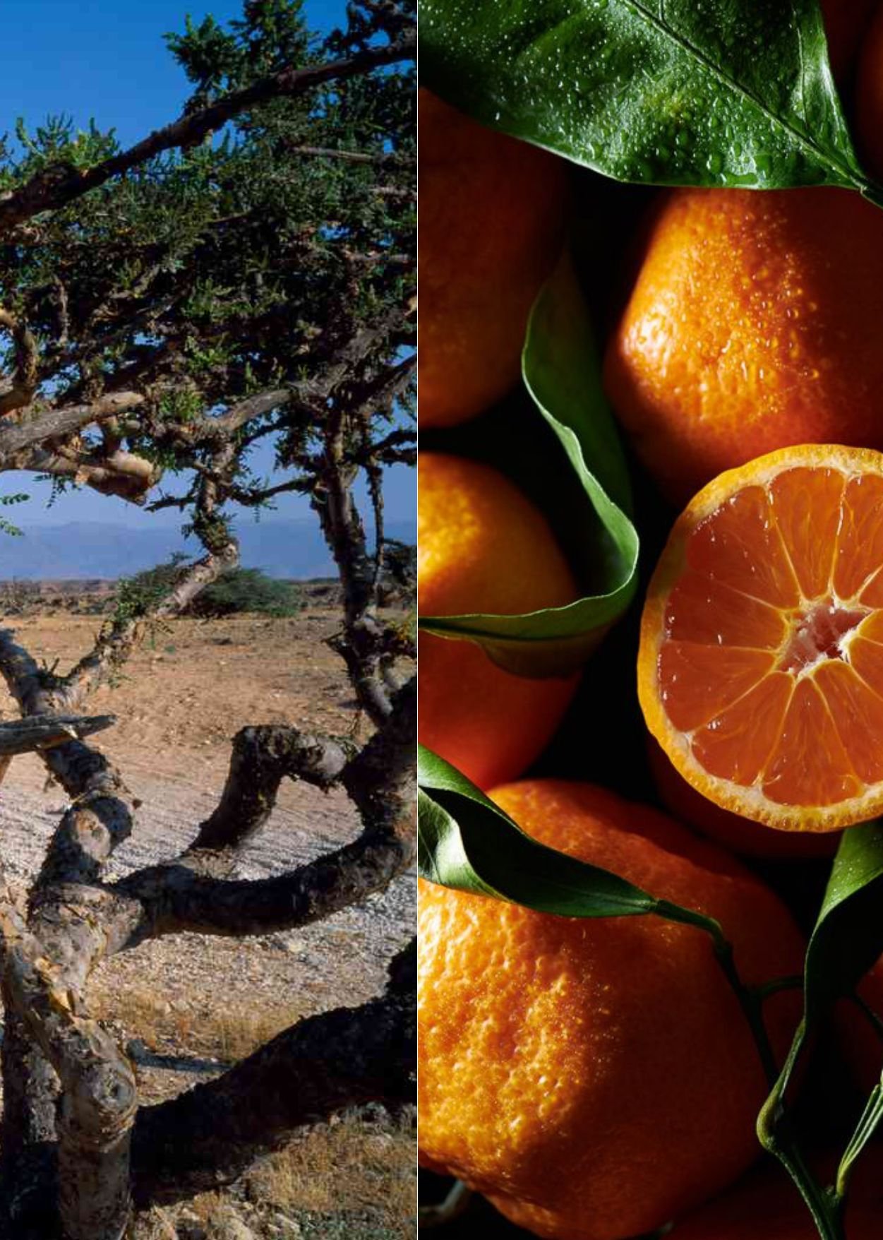 MANDARIN.jpg