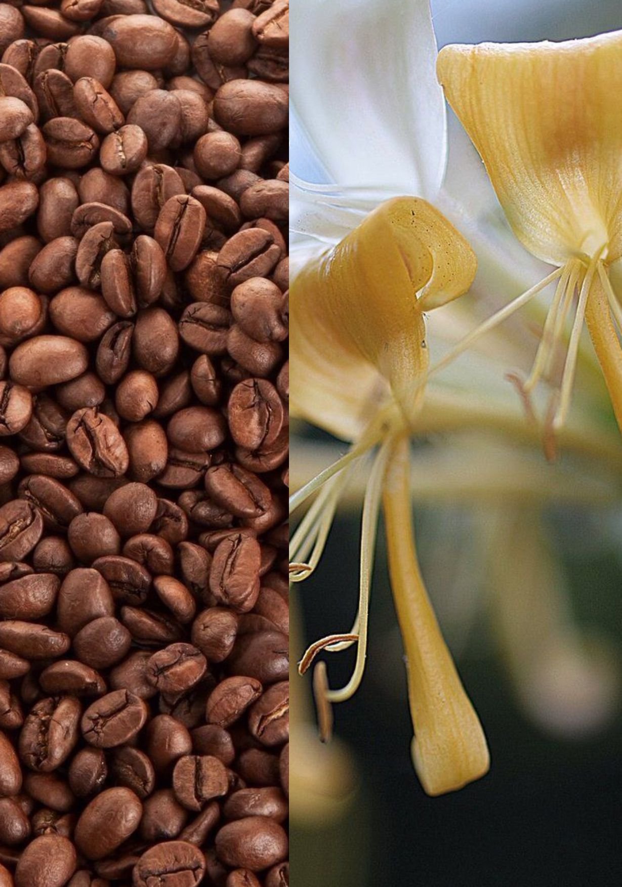 coffee.jpg