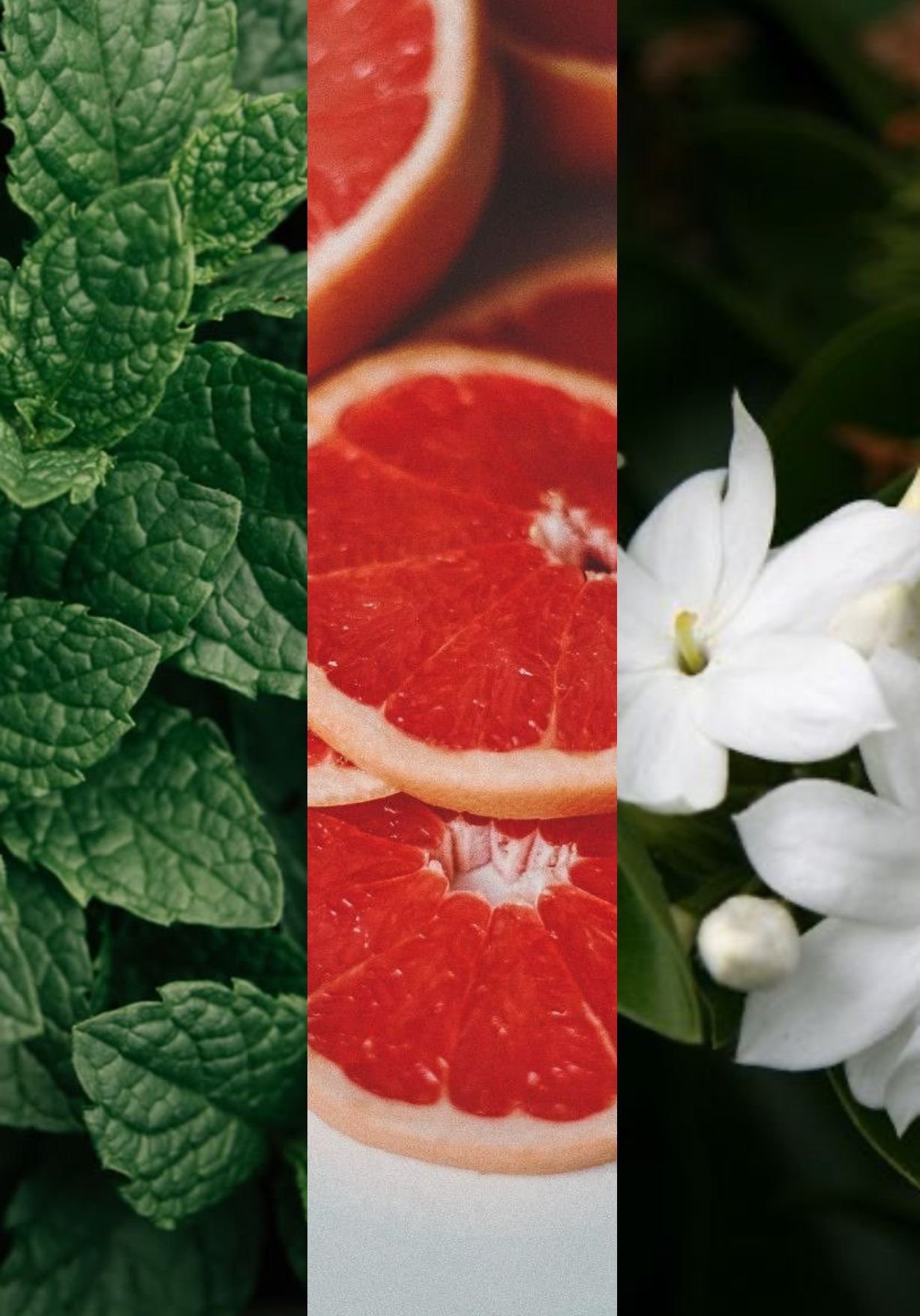 grapefruit jasmin.jpg
