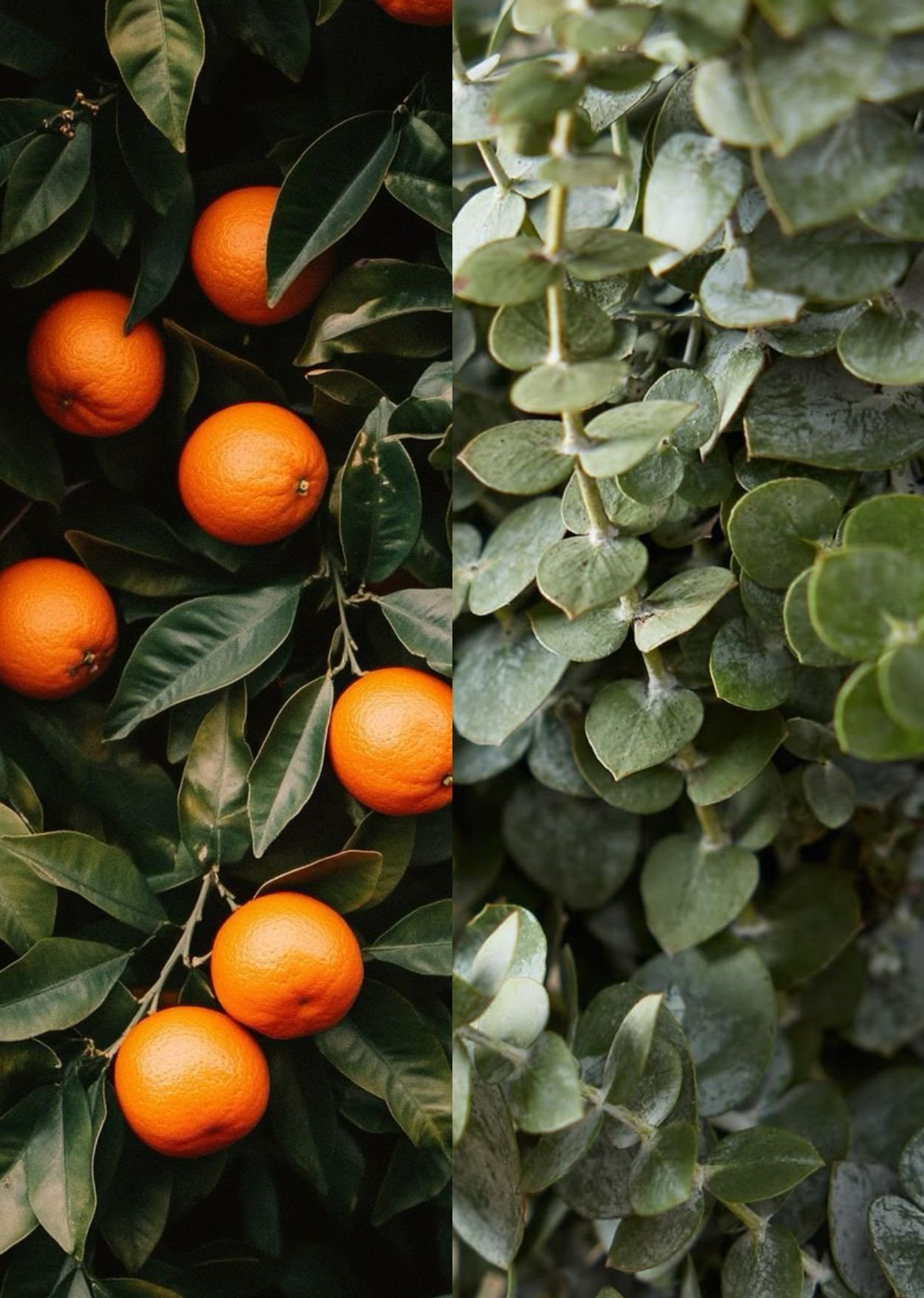 orange+eucalyptus.jpeg