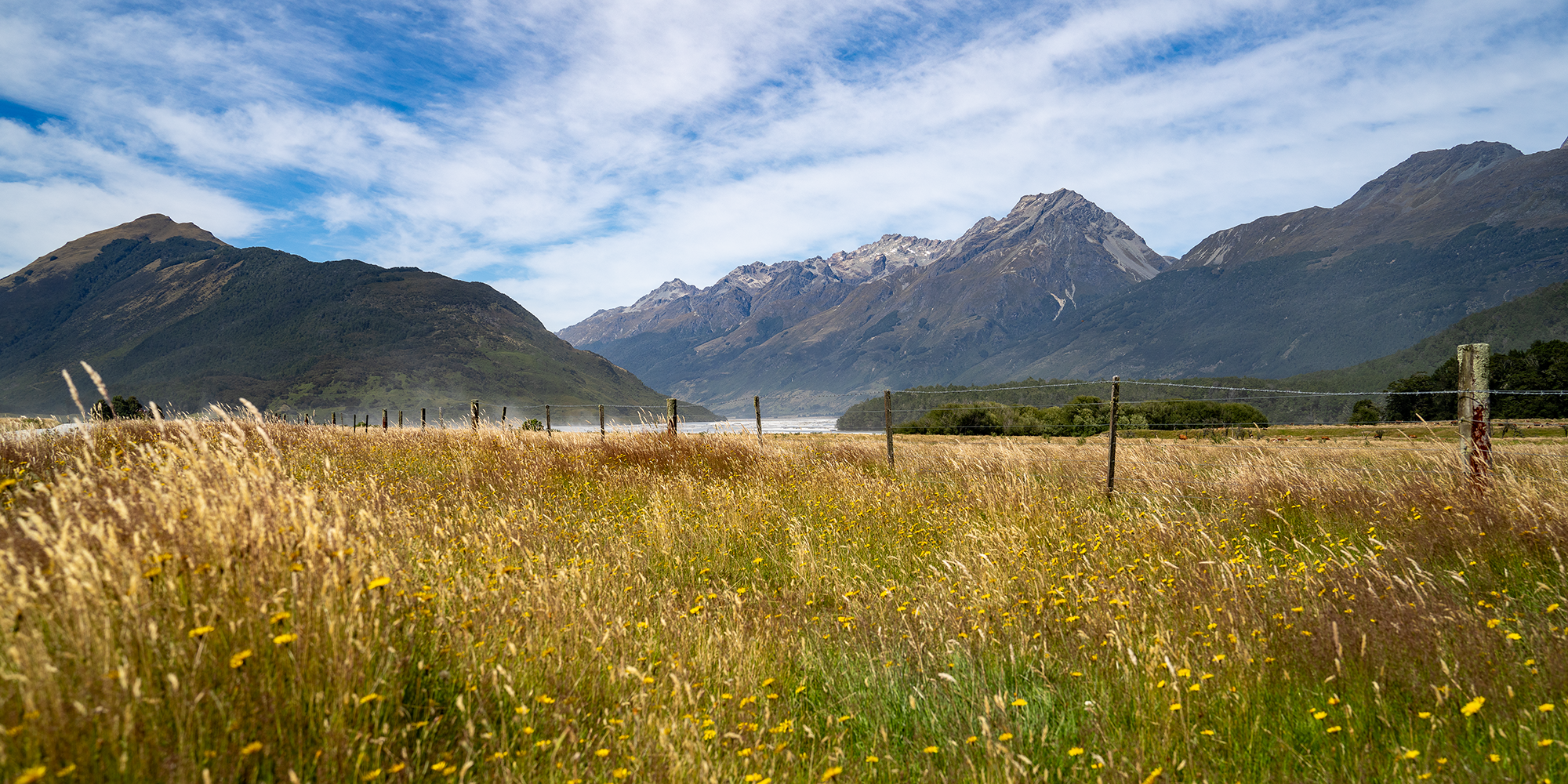 New Zealand - Mountain Grasses -t.png