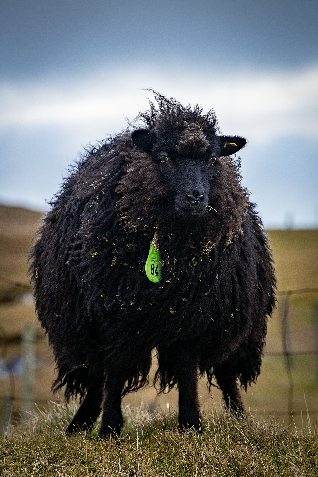 Faroe - Resident Number 2432 -t.png