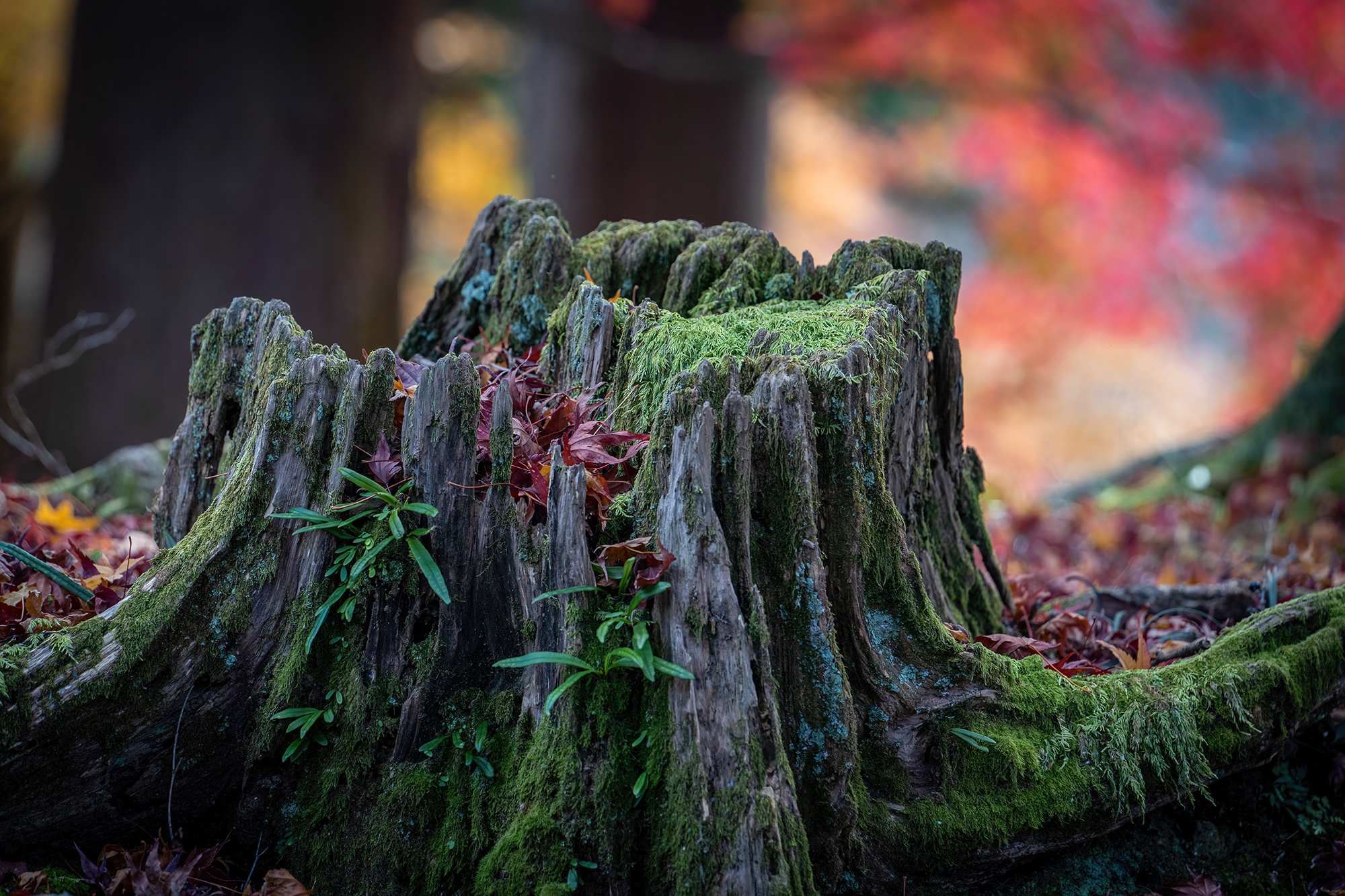 Japan - Fall Stump -t.png