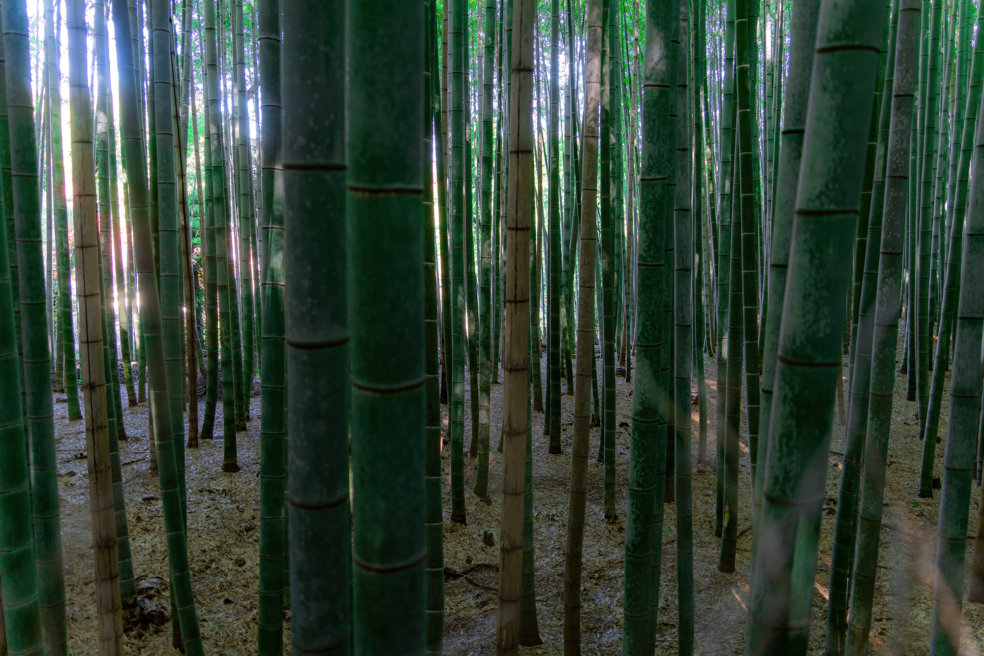 Japan - Tranquil Forest -t.png