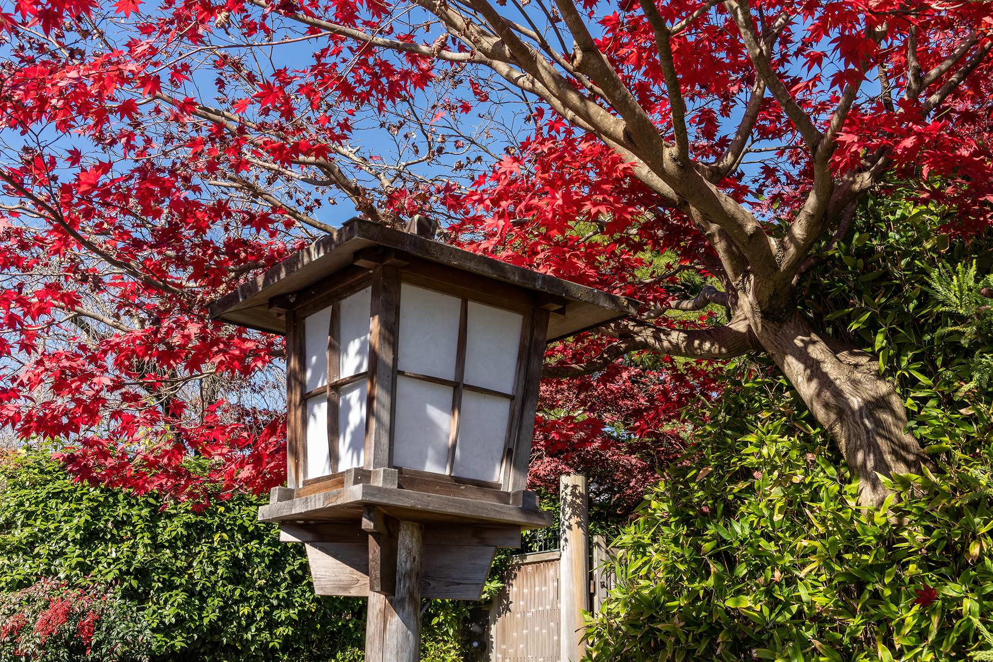 Japan - Guiding Light -t.png