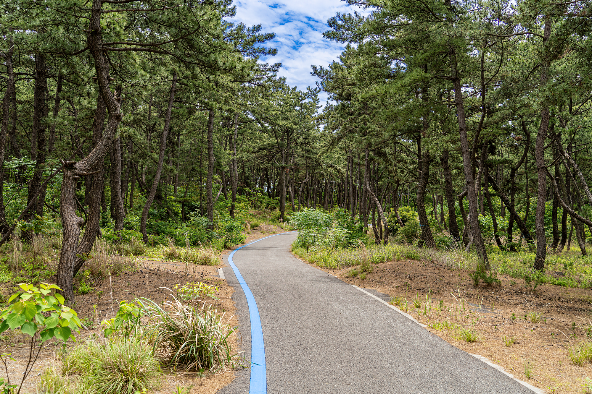 Japan - Follow the Path -t.png