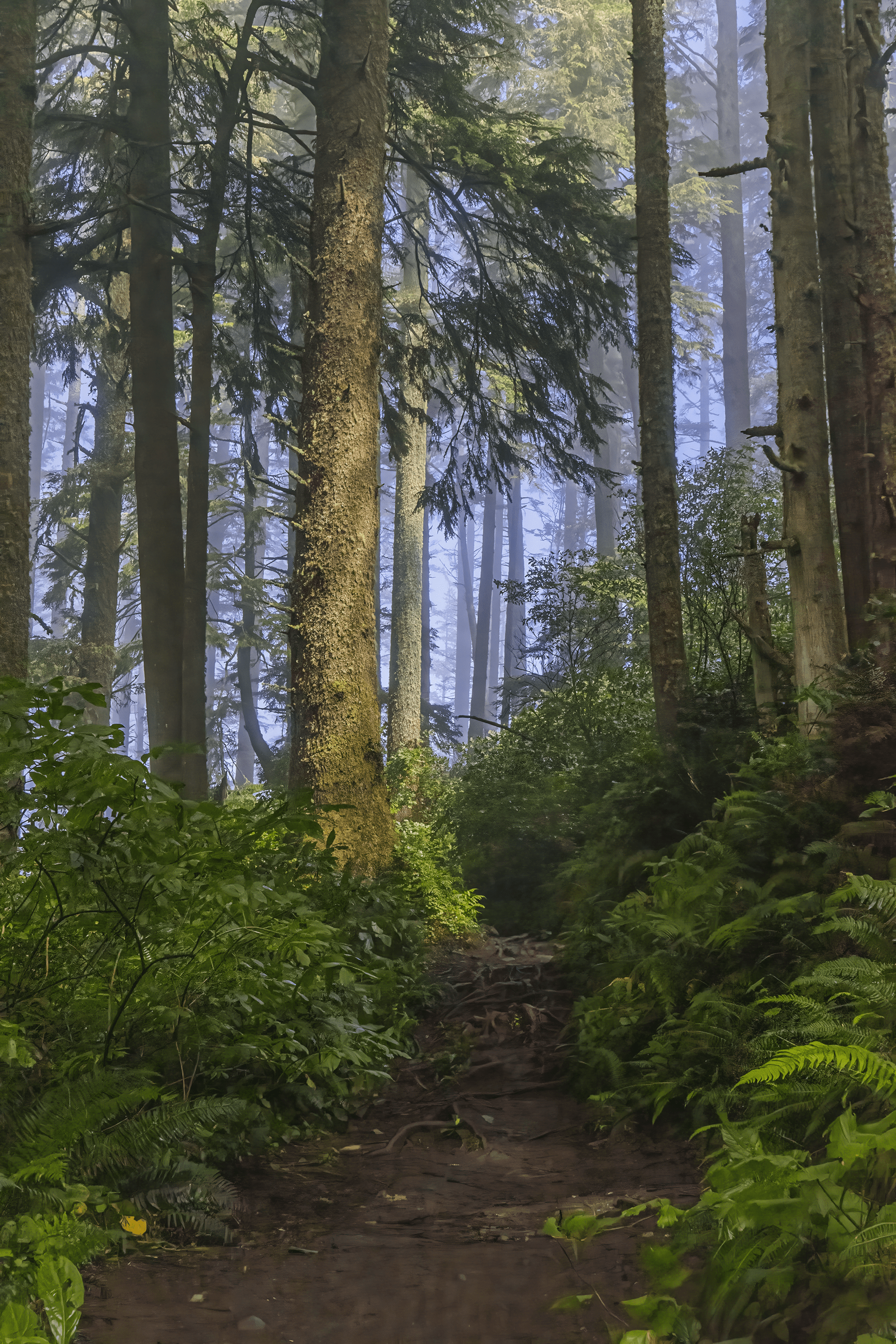 US - Forest Walk -t.png