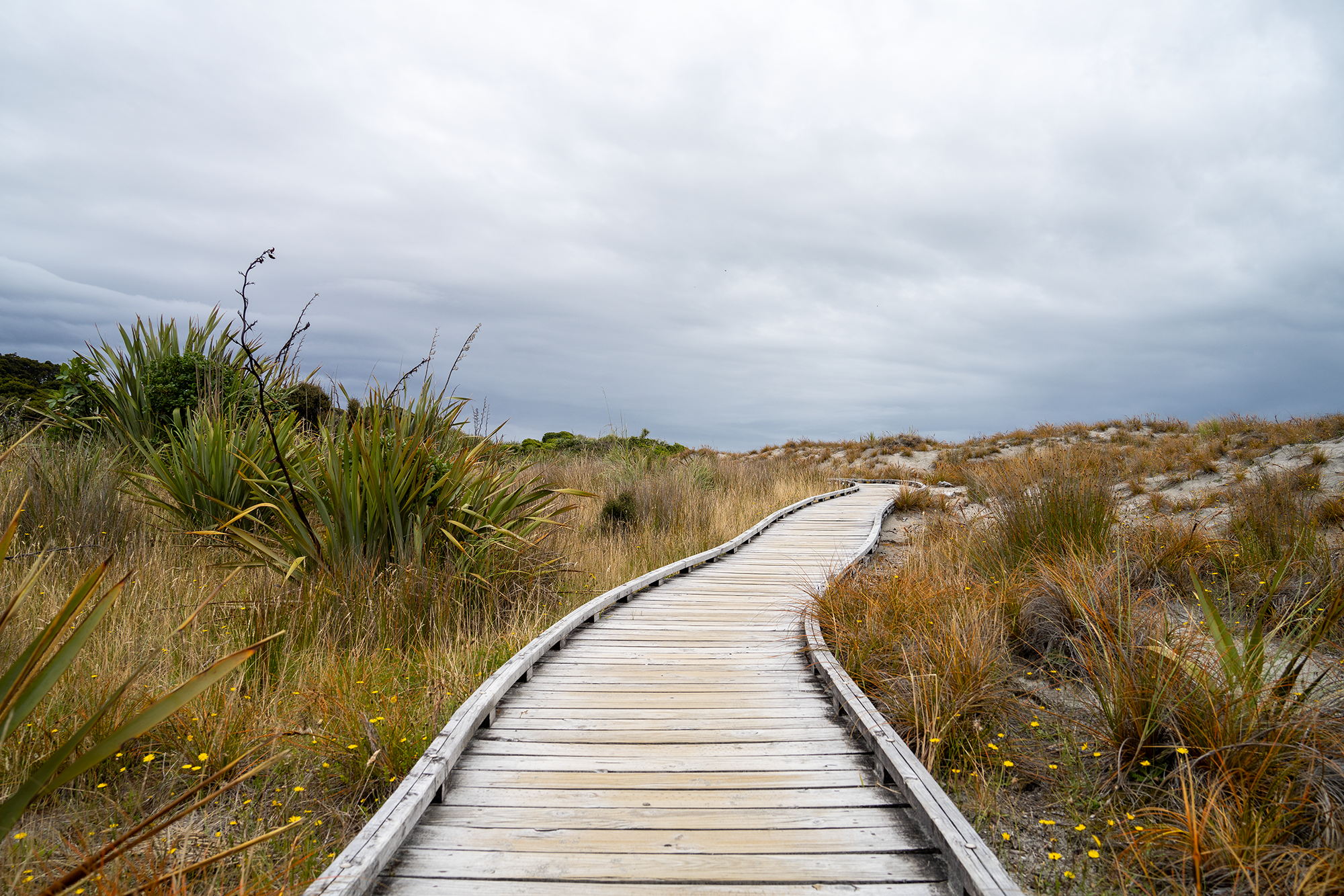 New Zealand - The Path -t.png