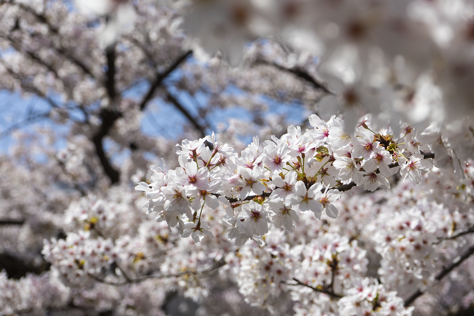 Japan - Cherry Blossom II -t.png