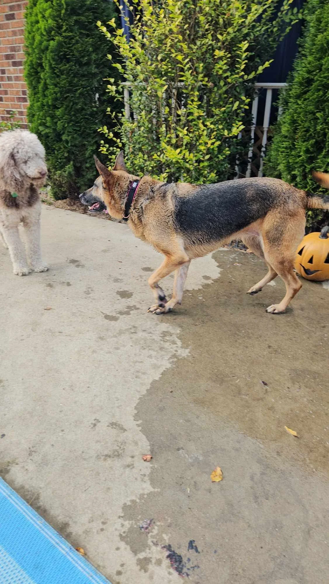 A dog and a poodle are outdoors on a concrete surface with some water and fallen leaves, surrounded by green bushes and plants, and a pumpkin-shaped decoration on the right side.