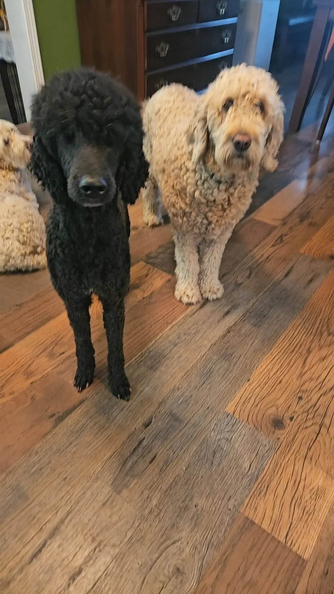 Two dogs, one black and one light-colored, standing on a wooden floor indoors, with a third dog lying down in the background.