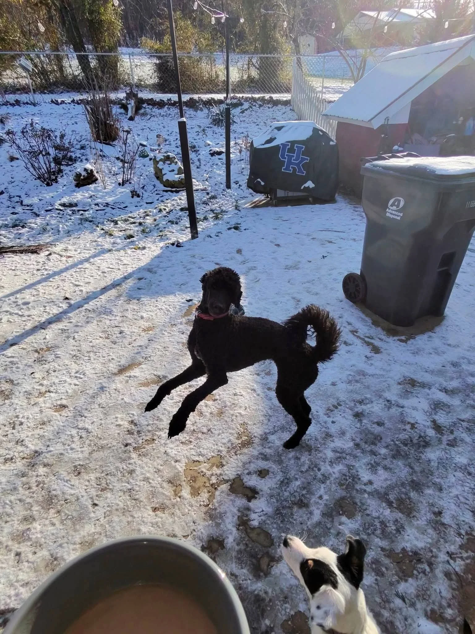 Two dogs playing outdoors on a snowy backyard, with a trash bin, a covered grill, a plastic shed, and a snow-covered garden with plants and rocks in the background.
