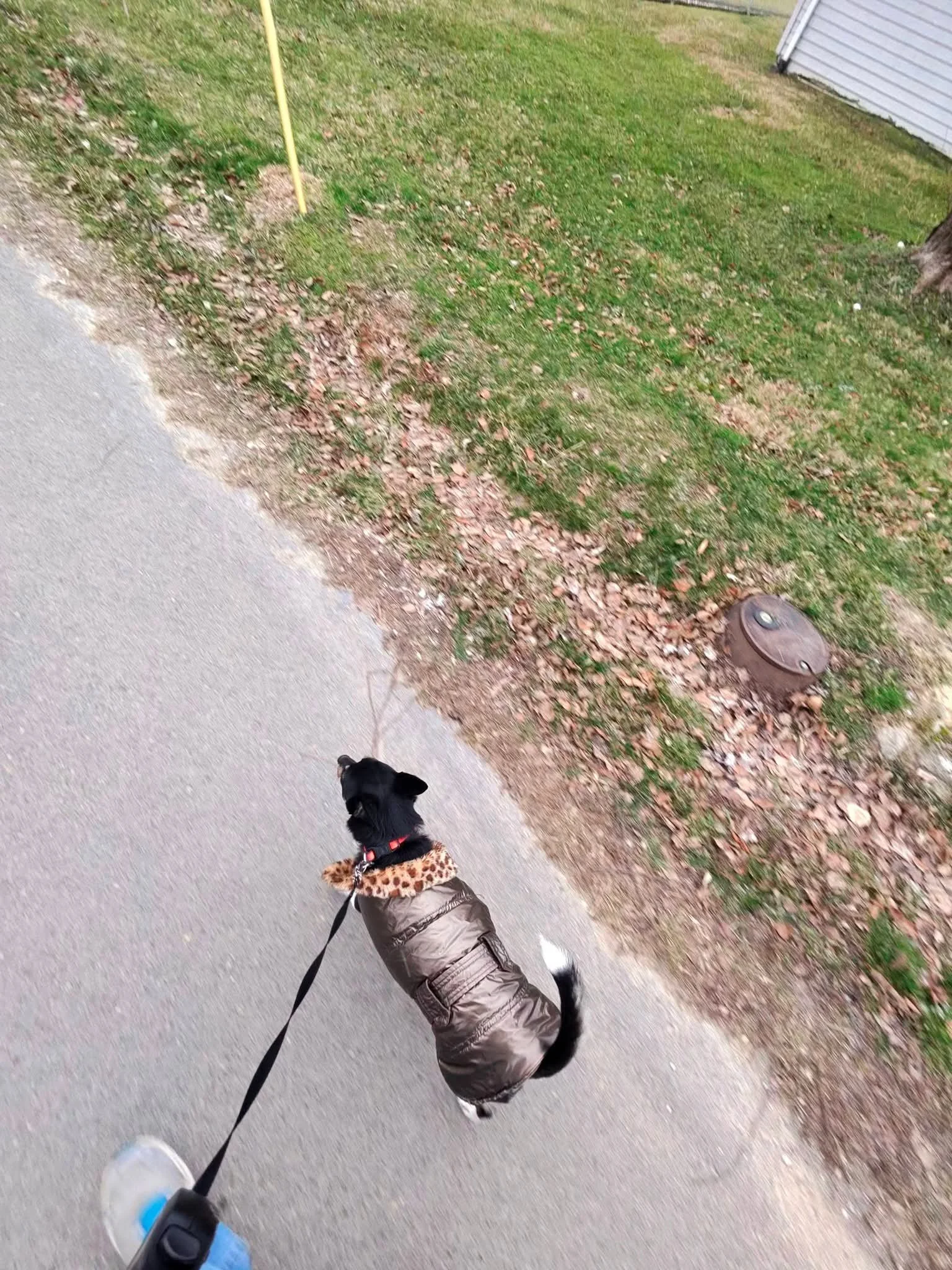 A black and white dog wearing a brown jacket with a leopard print collar, being walked on a leash on a paved sidewalk next to a grassy yard with leaves and a yellow stake.