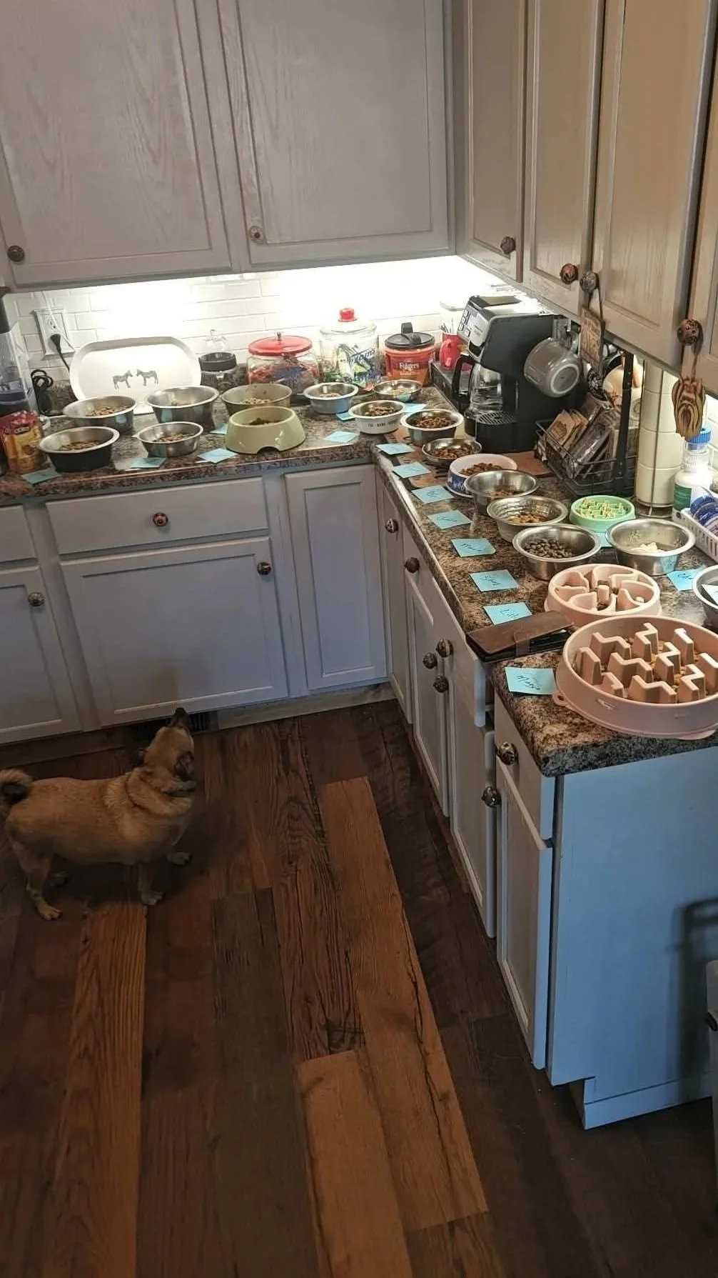 A kitchen with numerous small bowls and plates on the counter, each labeled with note cards, and a small dog standing on the wood floor looking up at the counter.