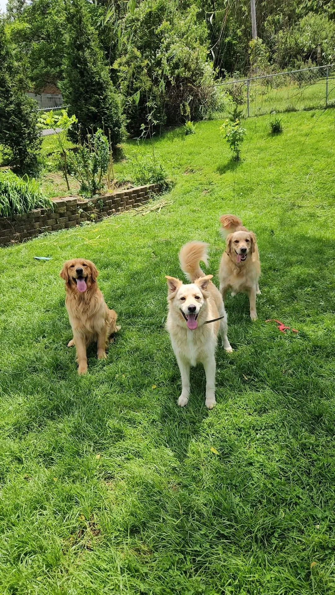 Three happy dogs standing on a lush green lawn in a backyard, surrounded by trees and plants.