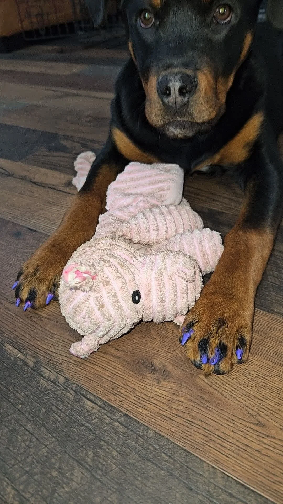 A Rottweiler puppy with black and tan fur, lying on a wooden floor, resting its front paws on a plush pink stuffed animal.