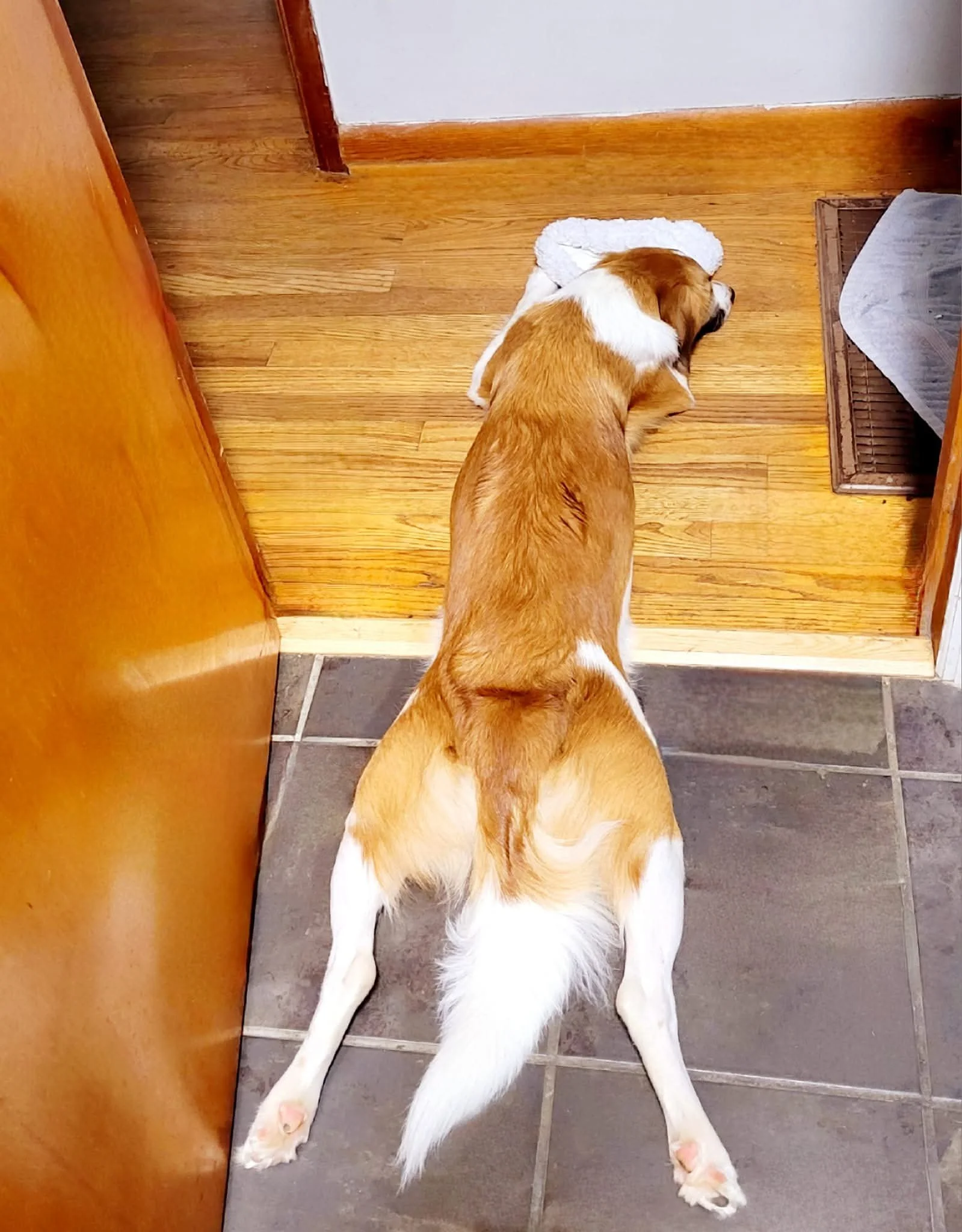 A dog lying down on the hardwood floor next to a white mat in a kitchen doorway.