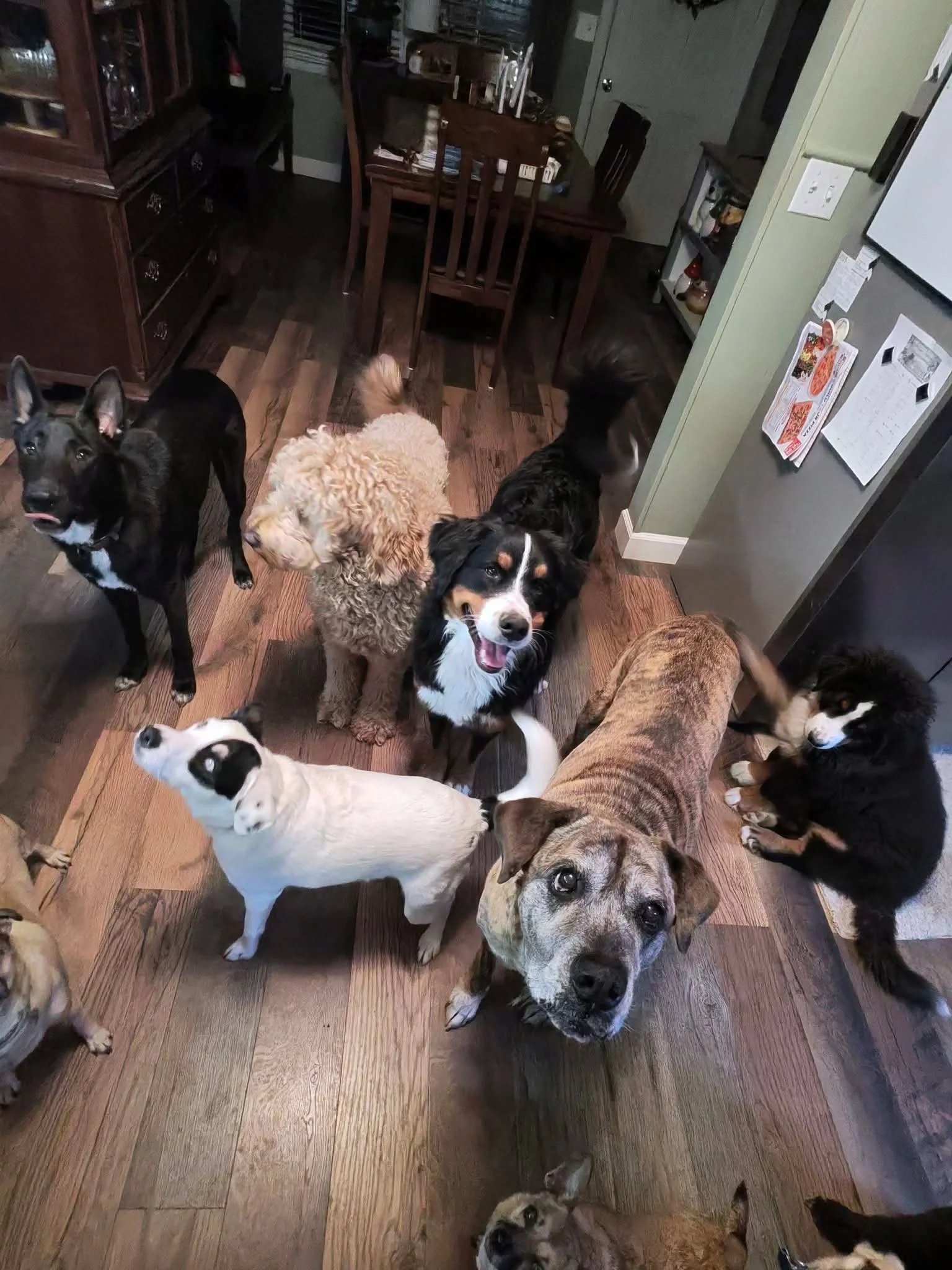 A group of nine dogs of various breeds and sizes gathered in a kitchen, looking up at the camera.