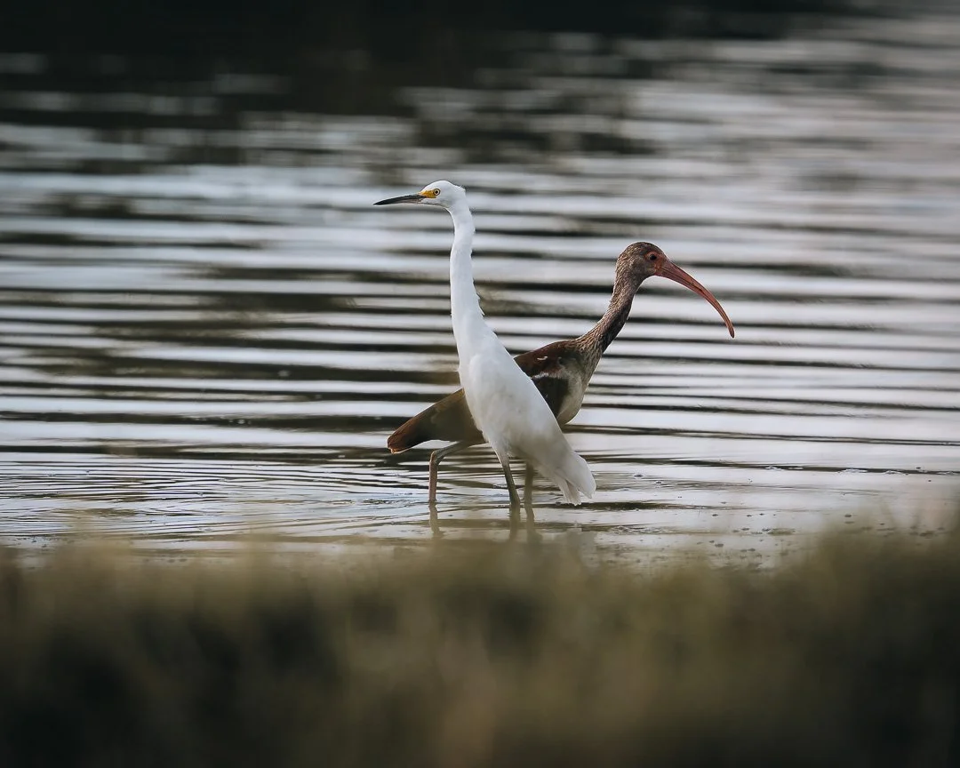 an unlikely pair.jpg