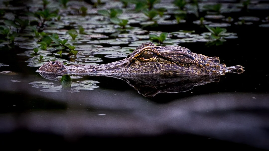 Alligator-2.jpg