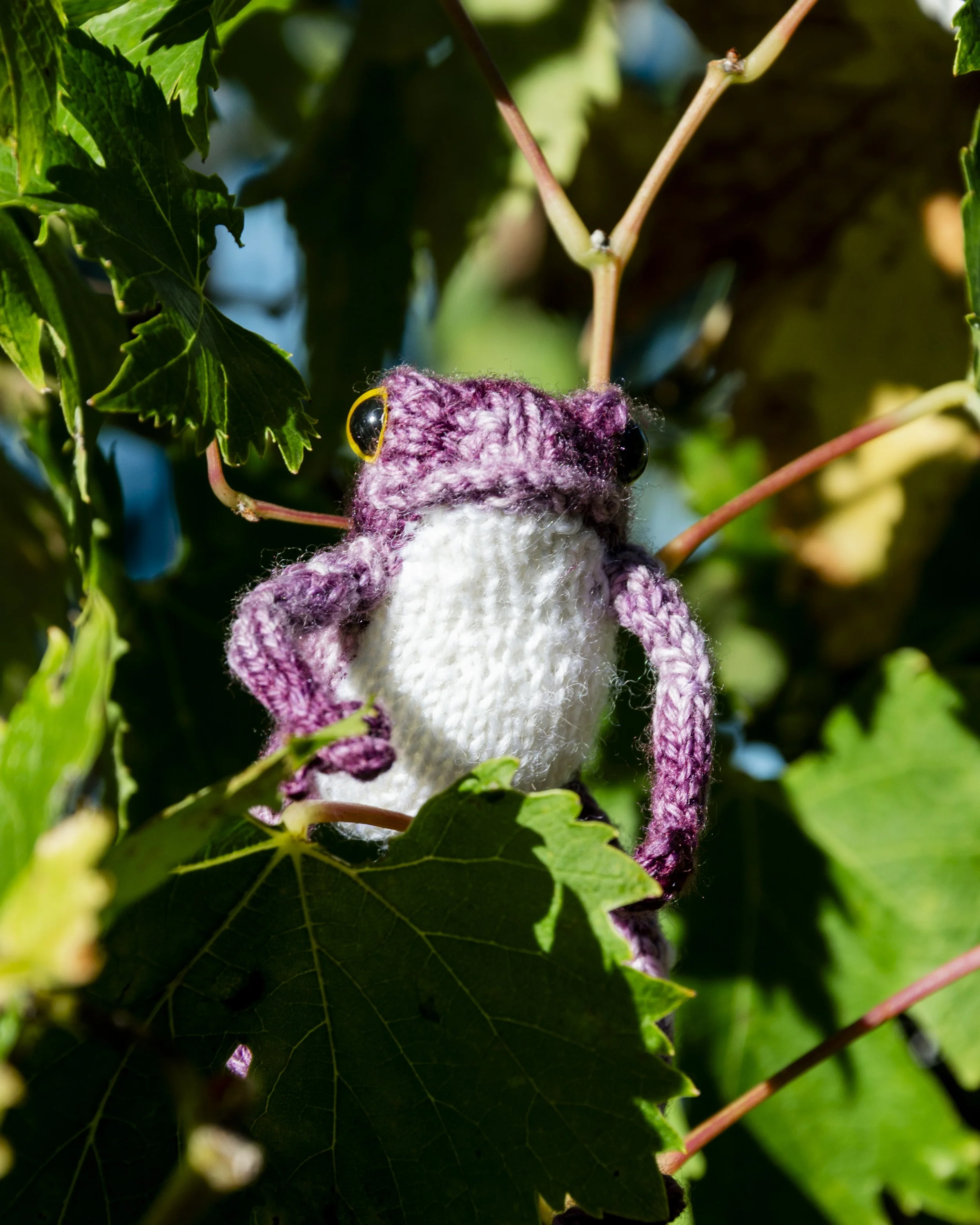 Frogs Size Comparison — Lloyd Handmade