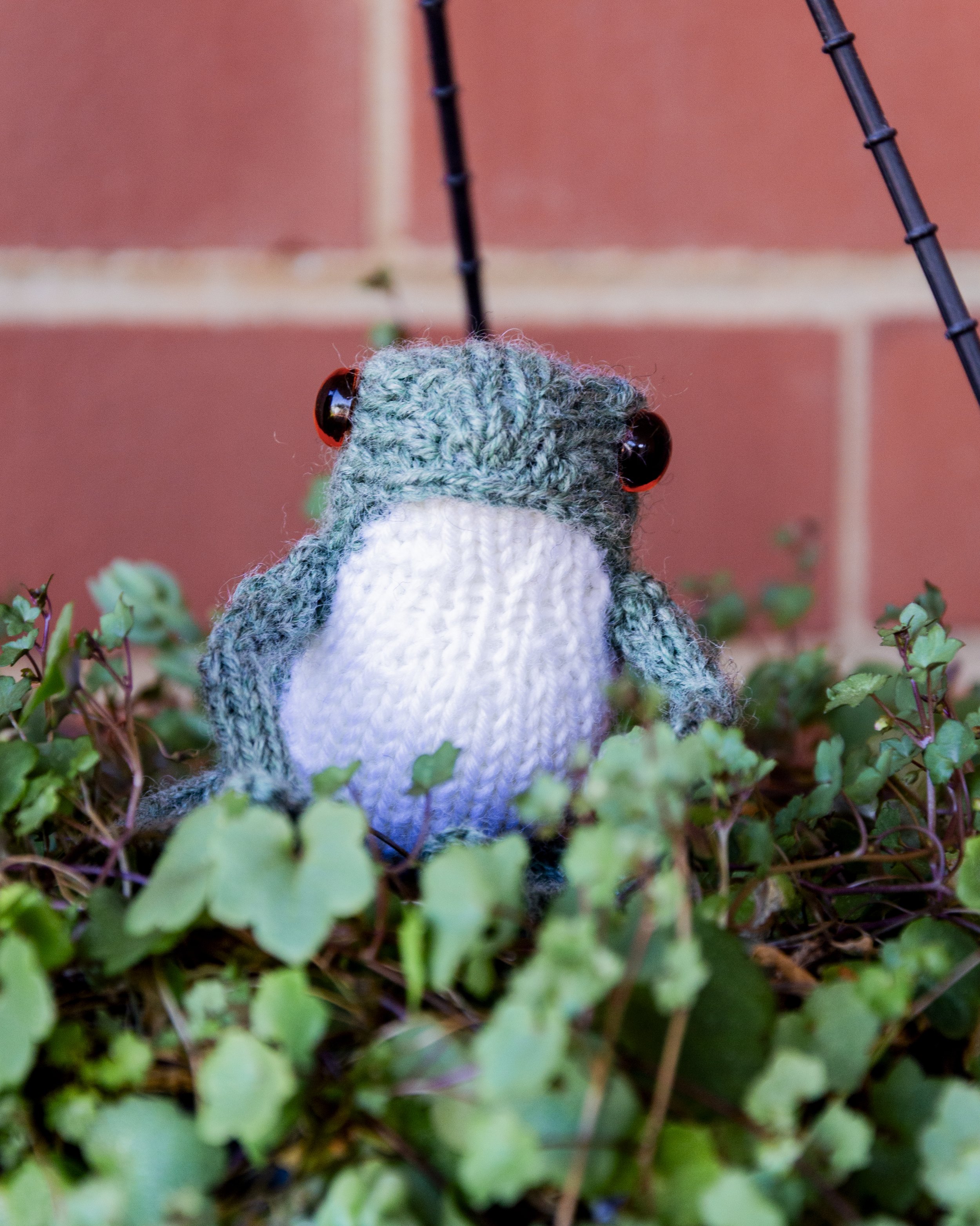 Frogs Size Comparison — Lloyd Handmade