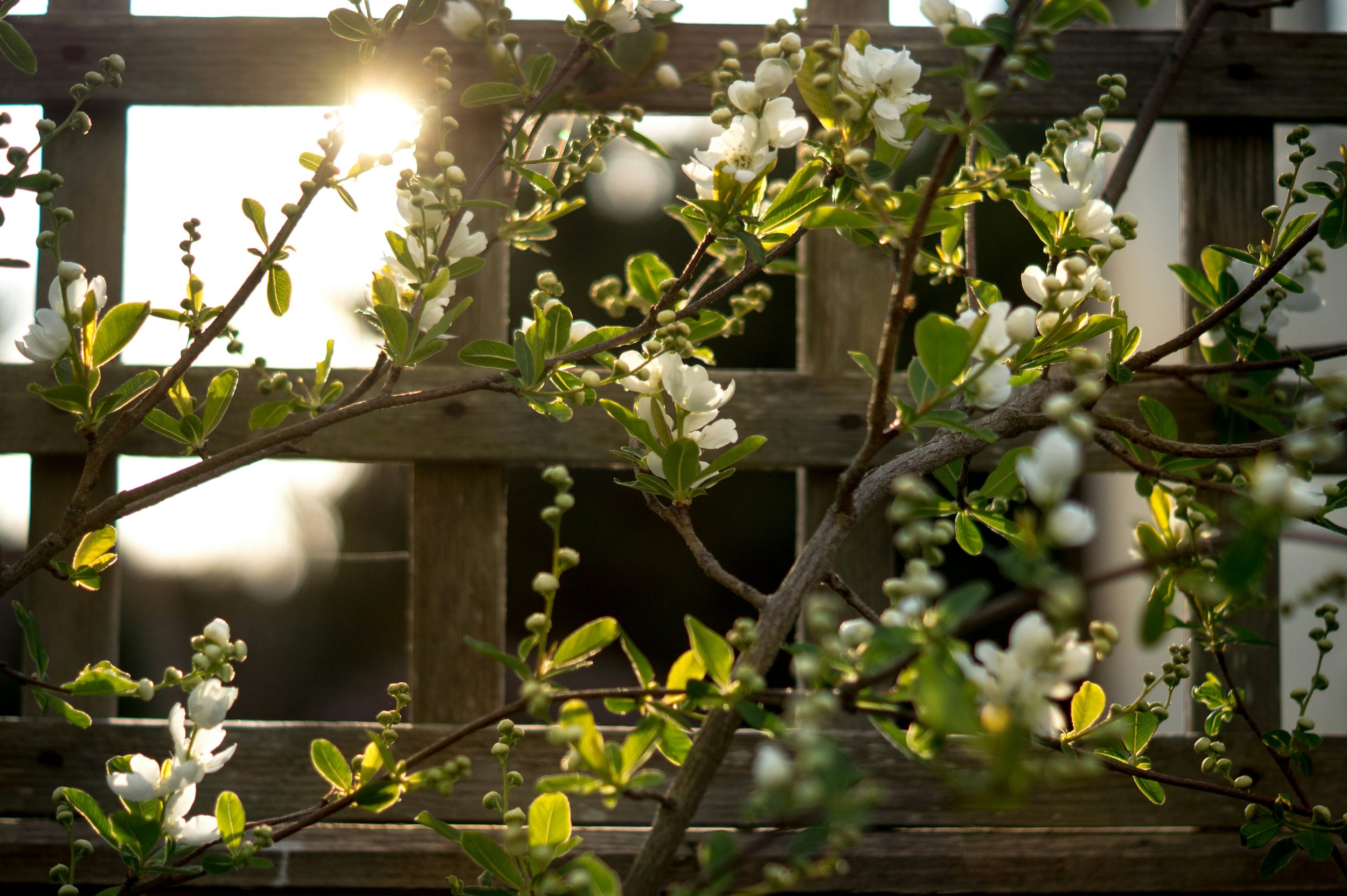 Close-up of a flowering shrub with white blossoms and green leaves, sunlight shining through a wooden fence in the background.