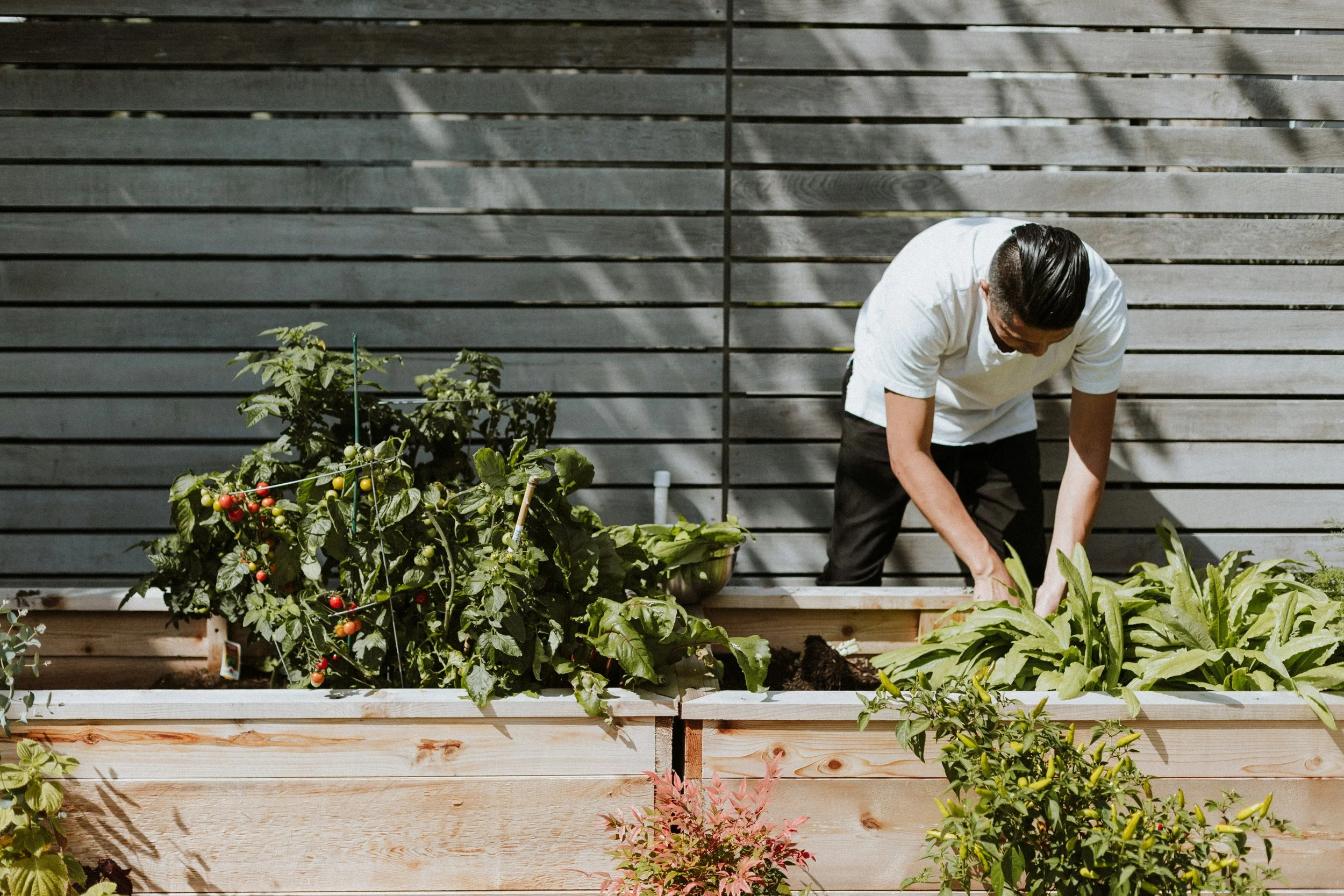 A person with dark hair tied back, wearing a white shirt, tending to plants in an outdoor garden with a wooden backdrop and garden bed.