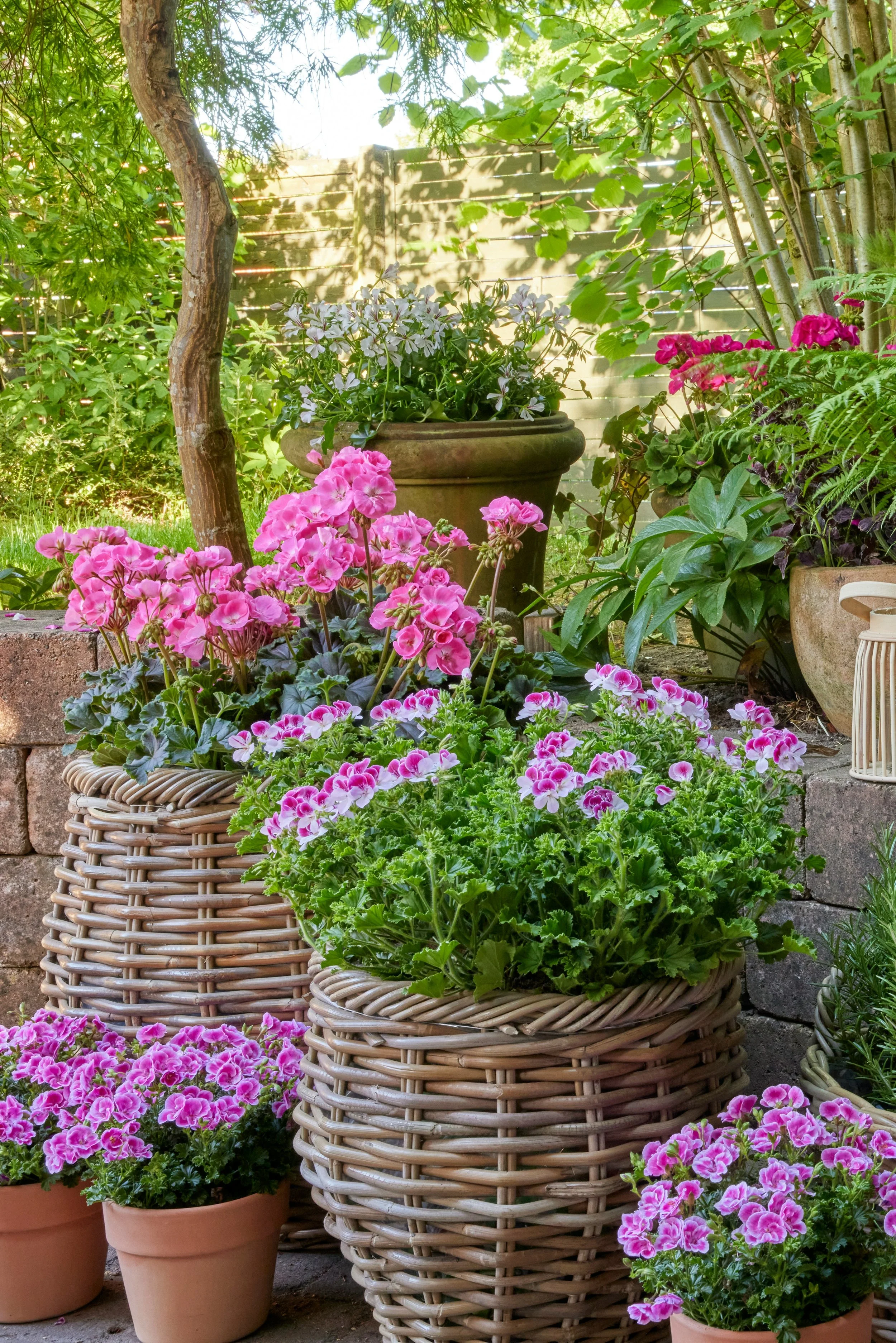 A garden scene with pink and white geraniums in terracotta pots and woven baskets, green leafy plants, trees, and a wooden fence in the background.