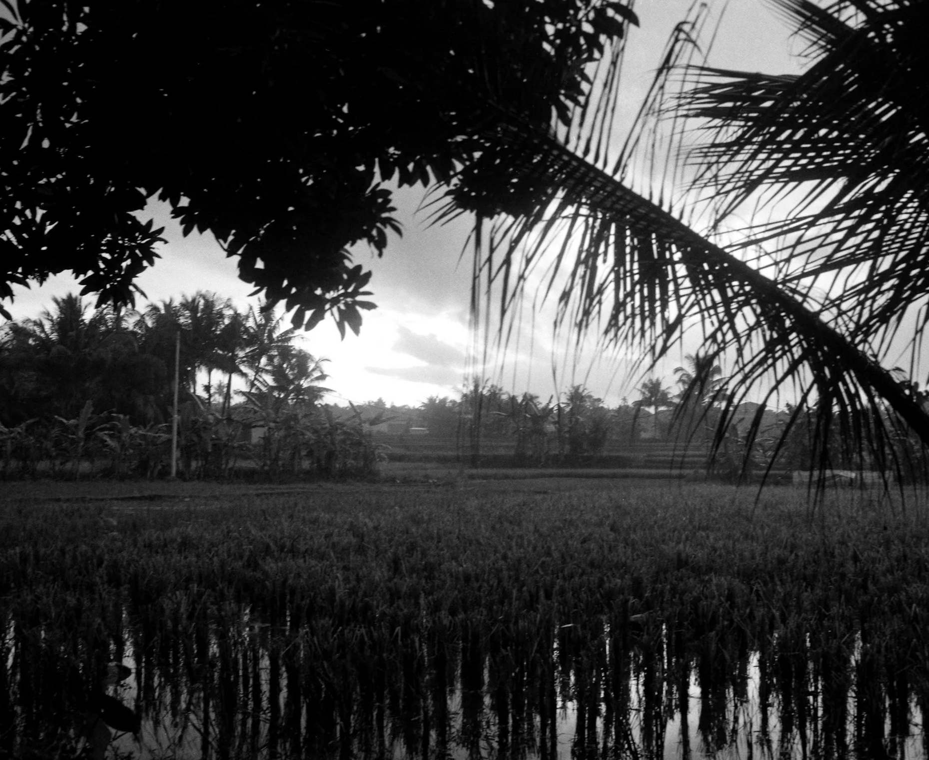 Bali (black and white)