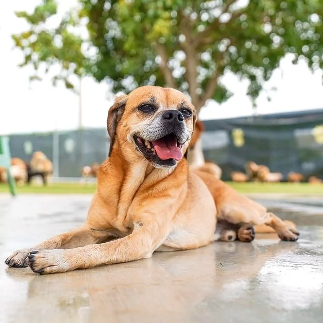 Lying dog with a happy expression on a wet concrete surface outdoors, with trees and a fence in the background.