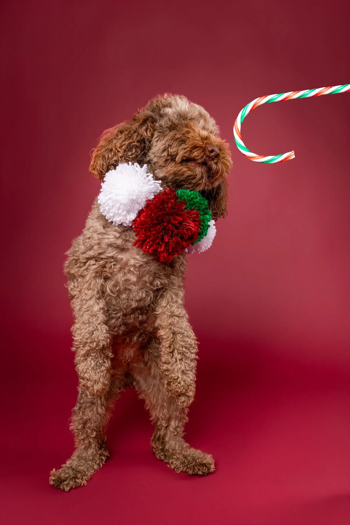 Xmas 2026-27.jpg
