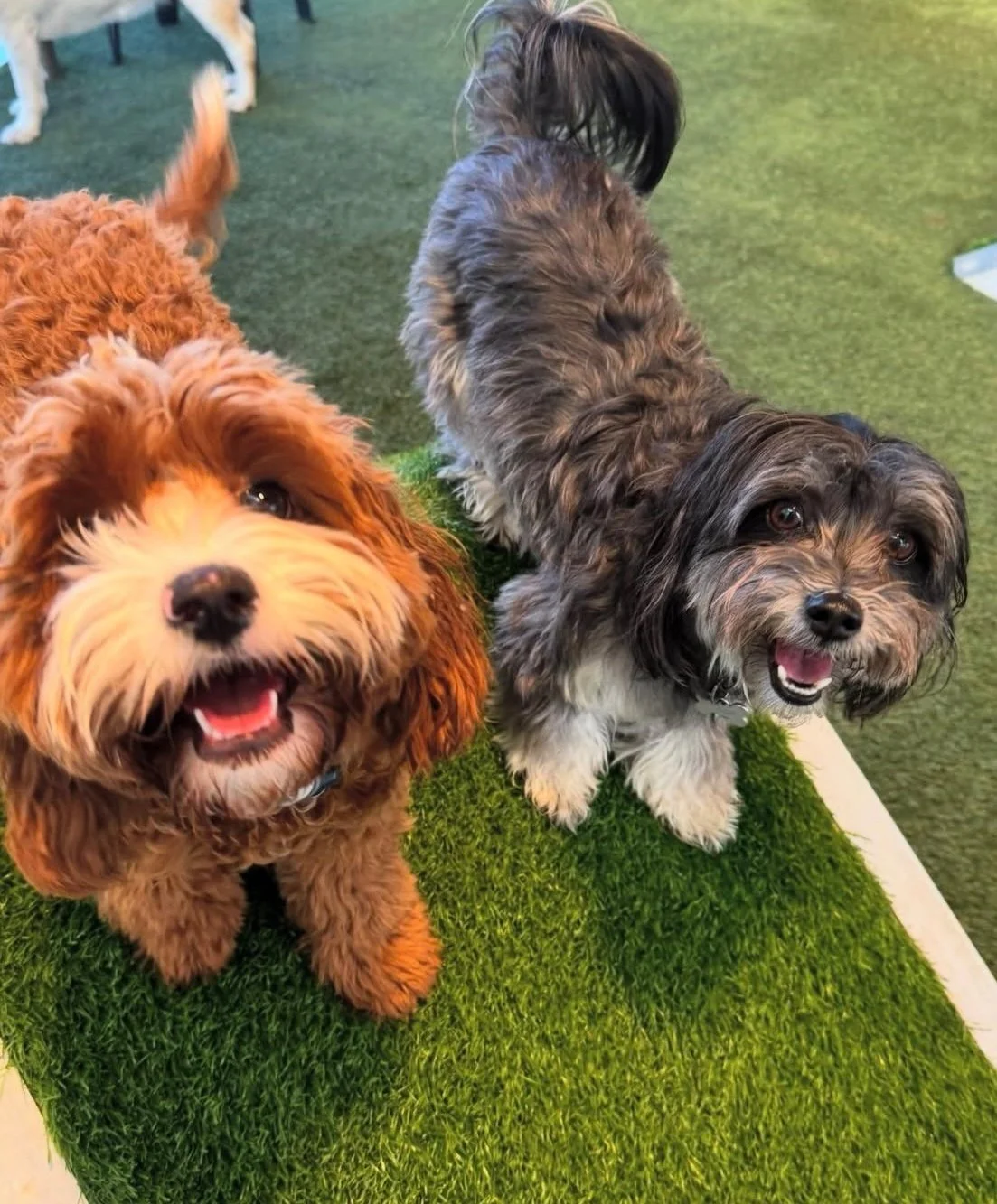 Two fluffy dogs, one with curly reddish-brown fur and the other with wavy gray and black fur, standing on a green artificial turf surface indoors. Both dogs are looking at the camera with happy expressions at dog daycare