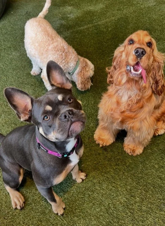 Three dogs on green artificial turf, one large, fluffy, golden retriever with its tongue out, a pitbull mix with a pink collar and ears perked, and a small curly-haired beige dog sniffing the ground.