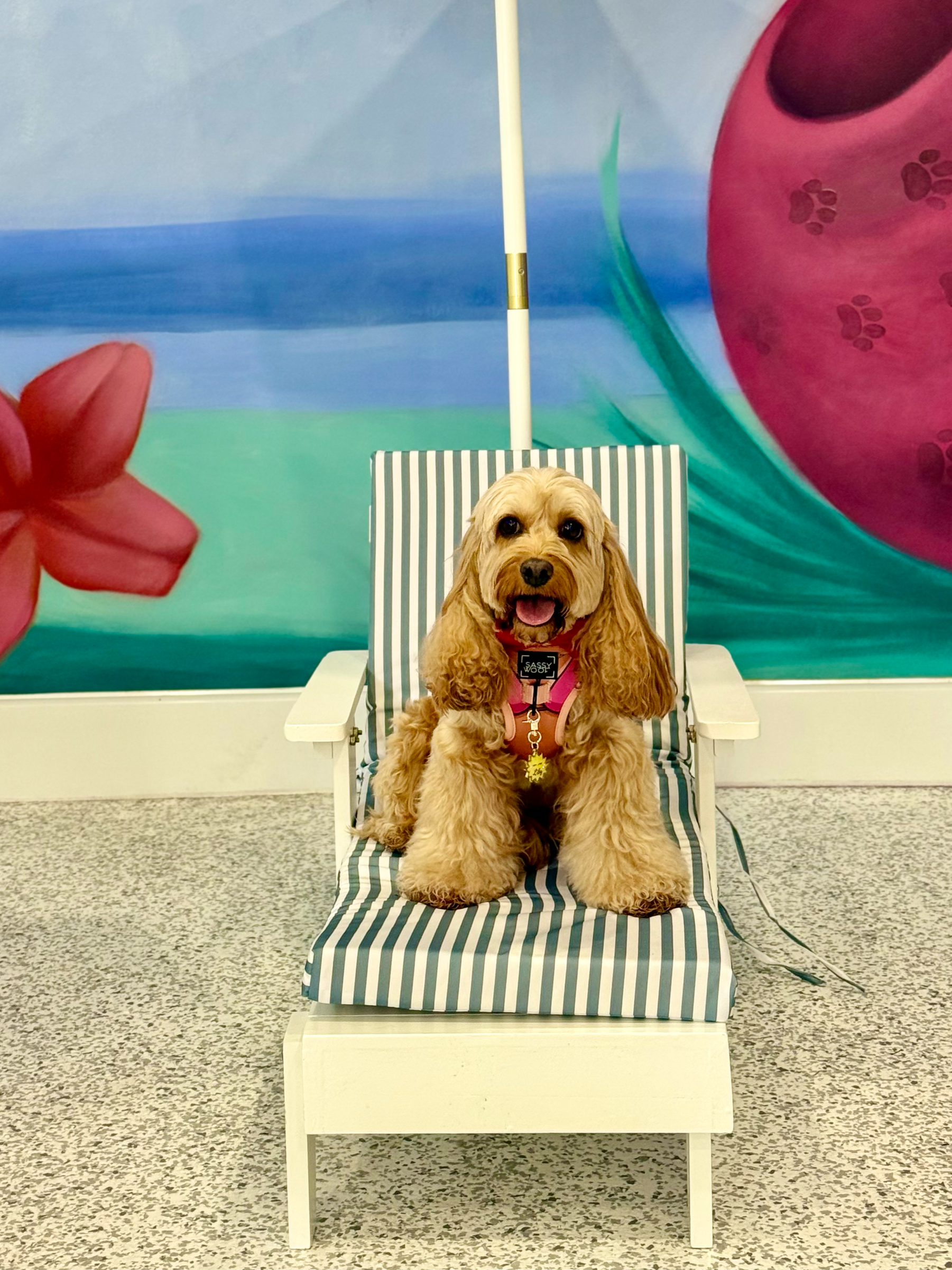 Adorable golden poodle sitting on a striped beach chair with an outdoor backdrop of colorful flowers and a blue sky.