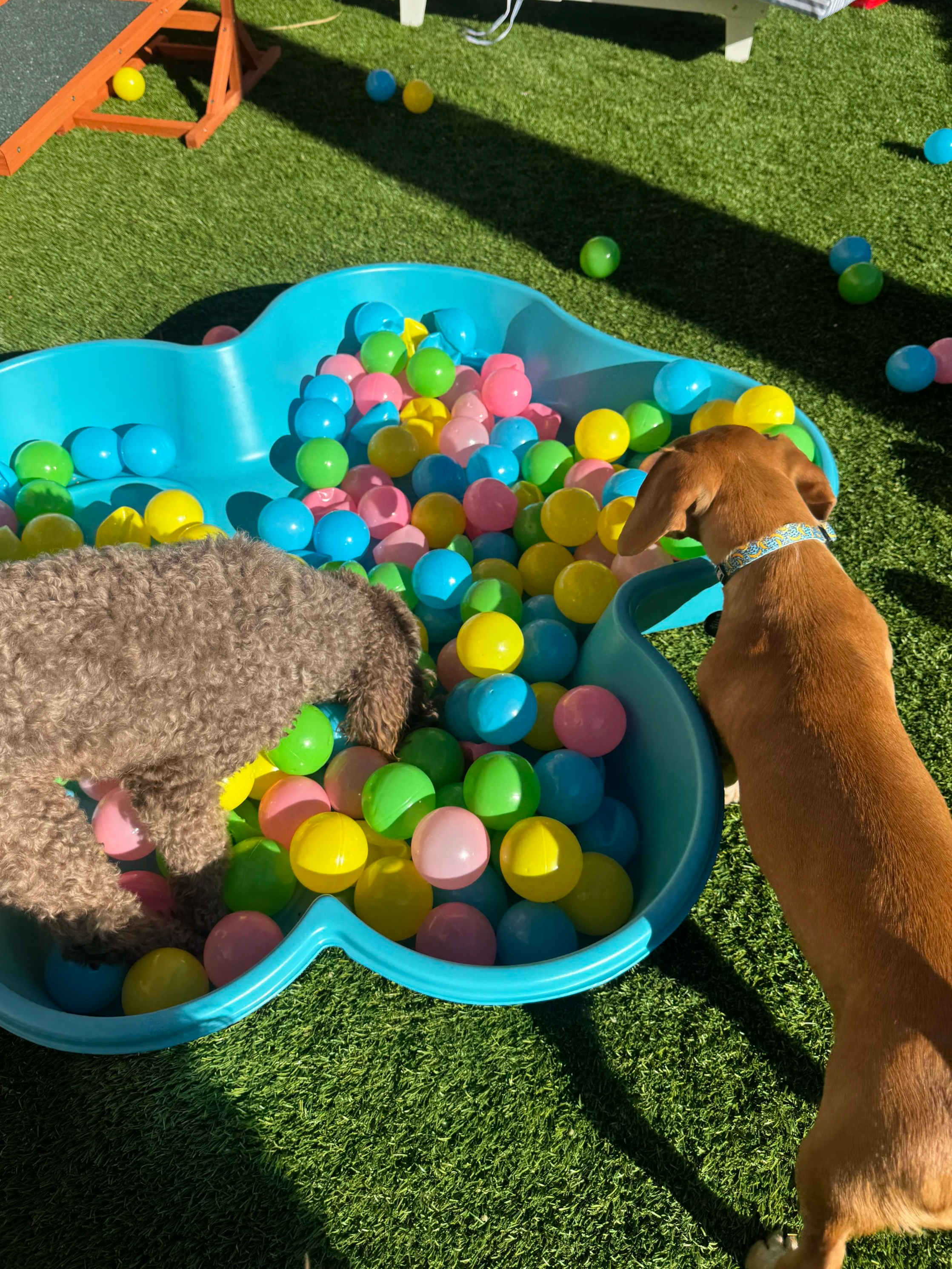 Two dogs playing in a plastic ball pit filled with colorful plastic balls outdoors on green grass, at dog daycare